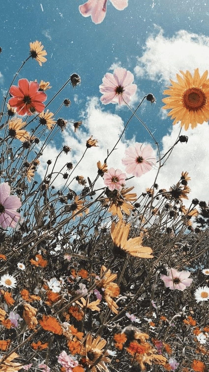 Alex M on. Sunflower, Aesthetic iphone, Pretty, Aesthetic Garden HD phone wallpaper