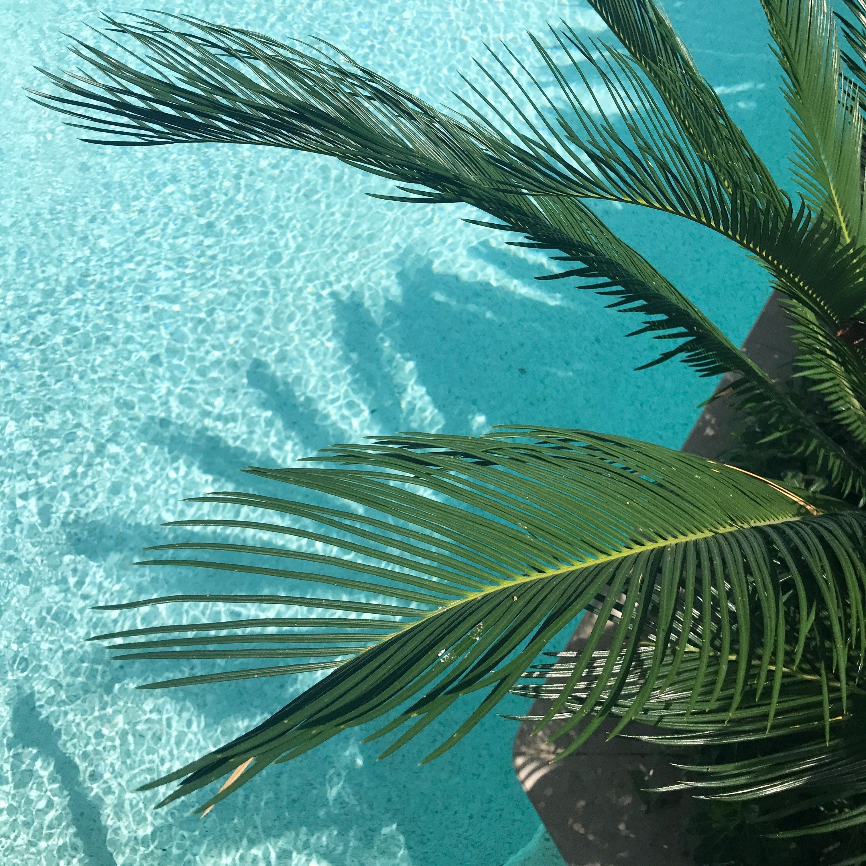 Tropical Background Photo, Download The BEST Free Tropical Background & HD Image
