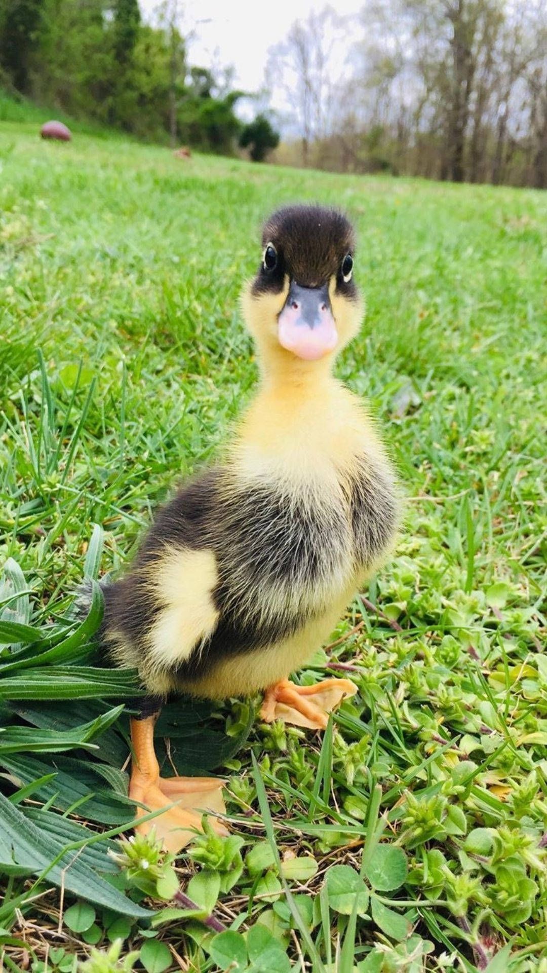 A duckling standing on the grass - Duck