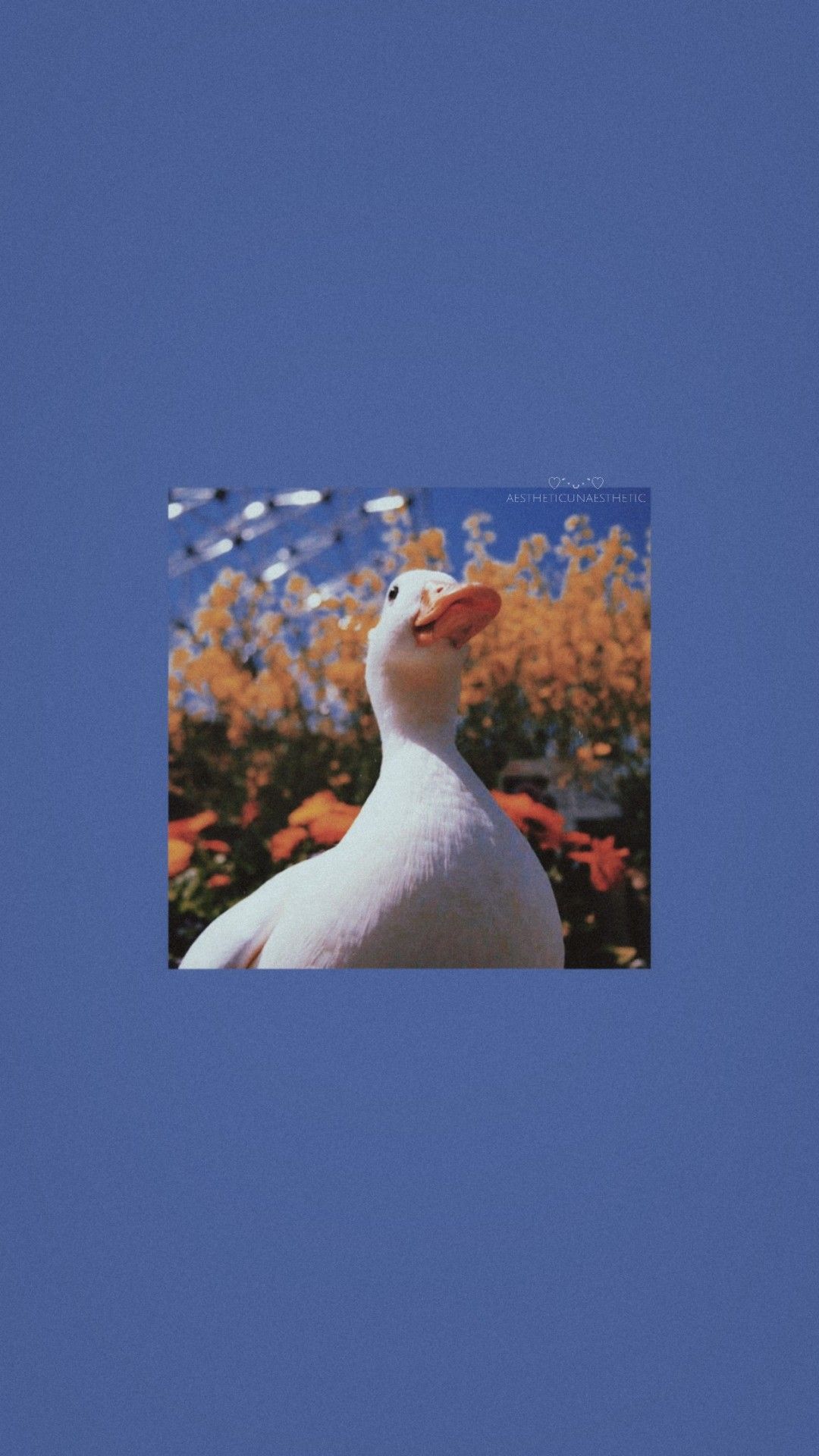 A white duck is standing in front of flowers - Duck