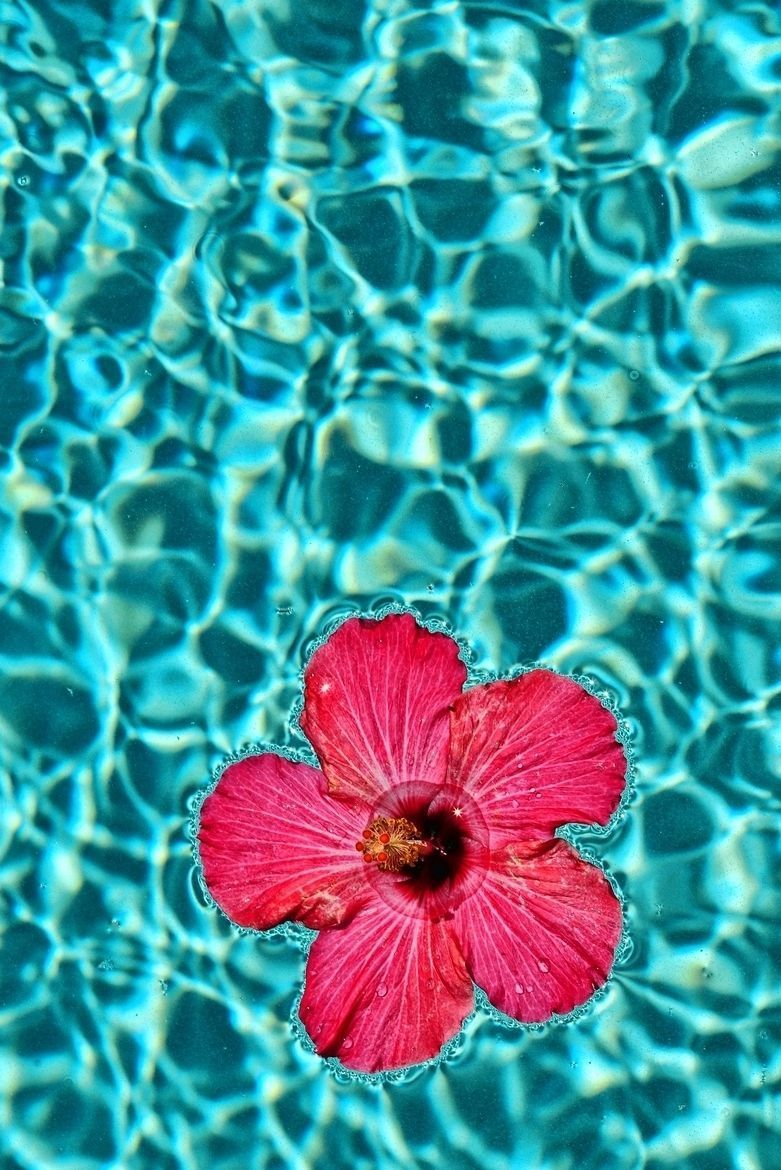 A red flower floating in a pool of water. - Bright