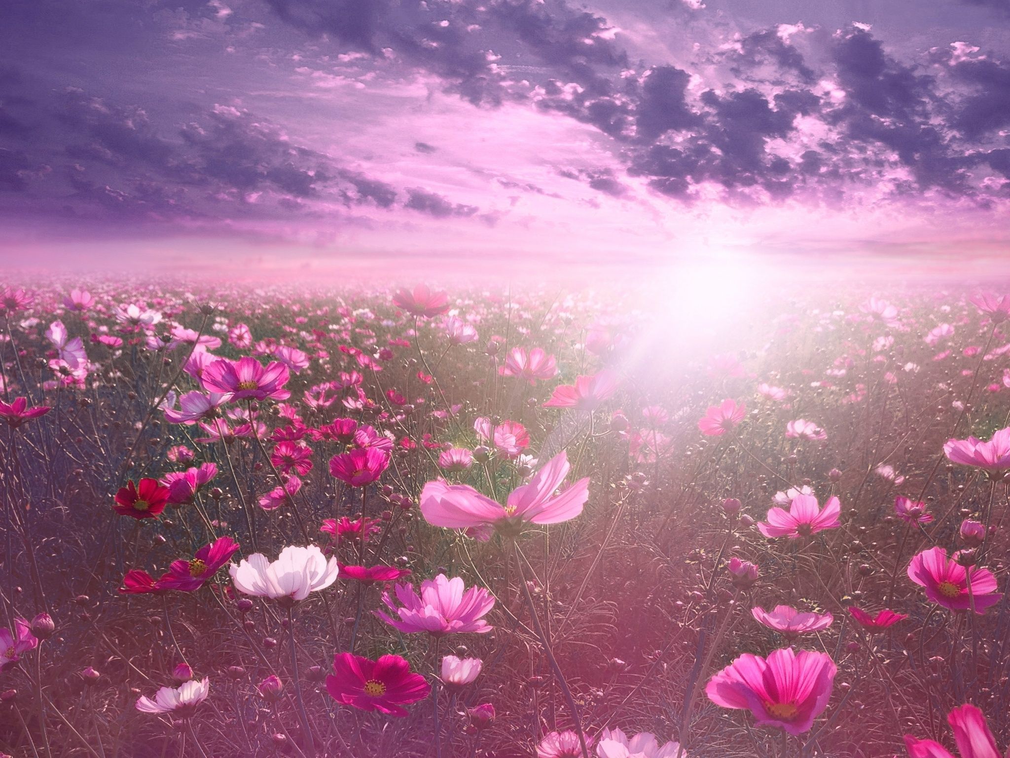 A field of pink flowers with the sun shining in the background. - Garden