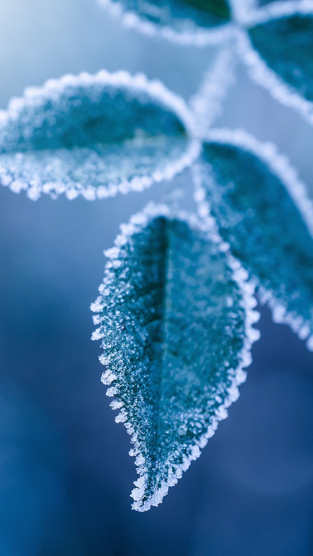 IPhone wallpaper of a leaf covered in frost. - Ice