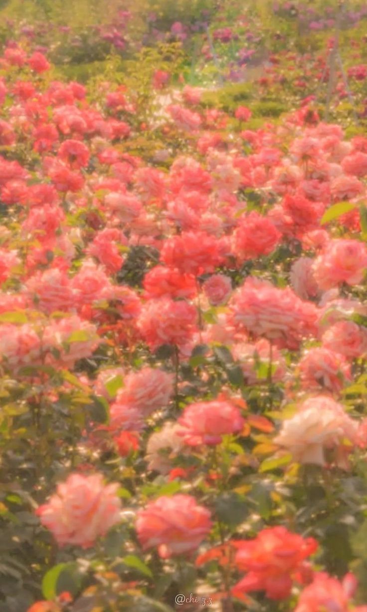 A field of pink roses. - Garden