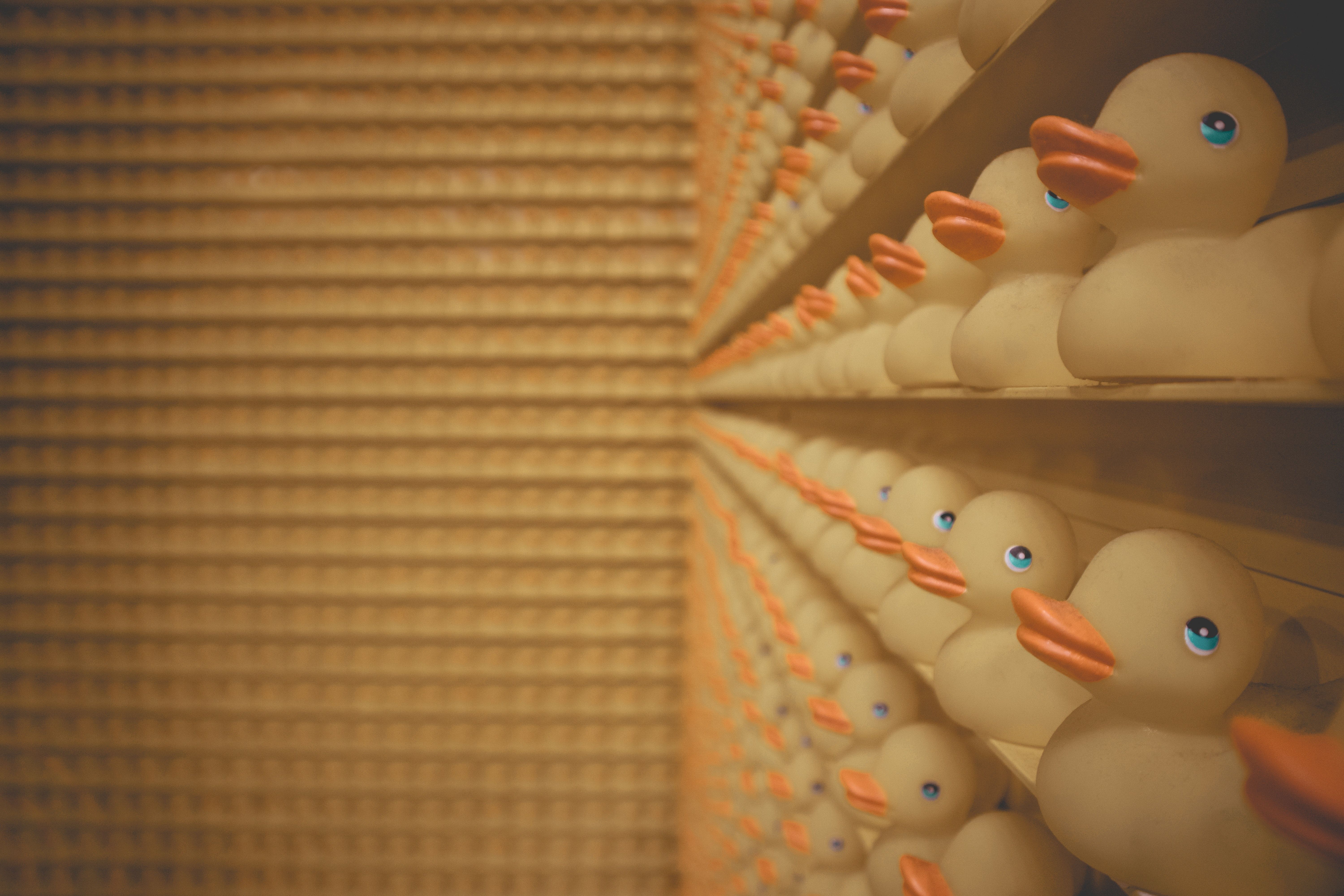 A row of rubber ducks on shelves - Duck