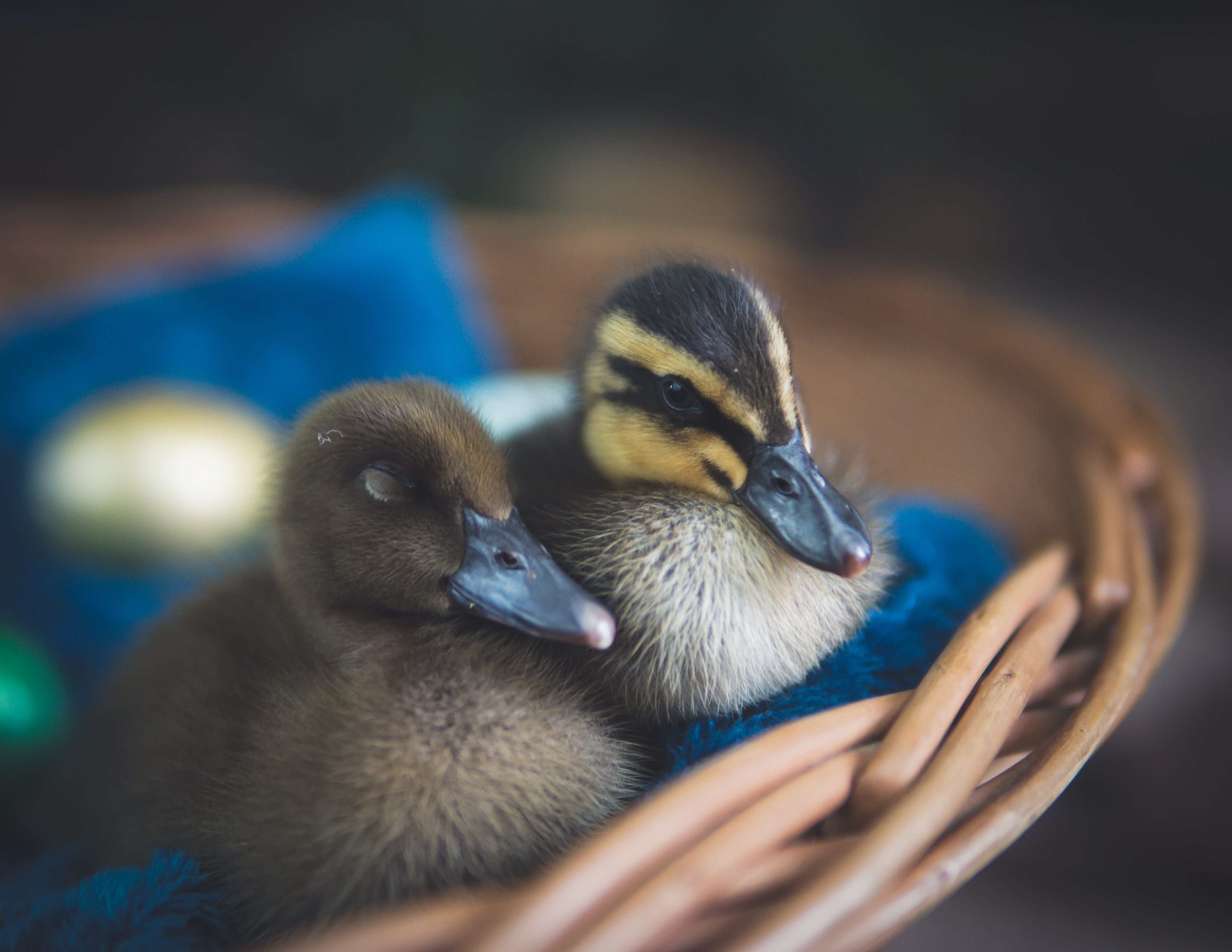 A couple of ducks sitting in the basket - Duck