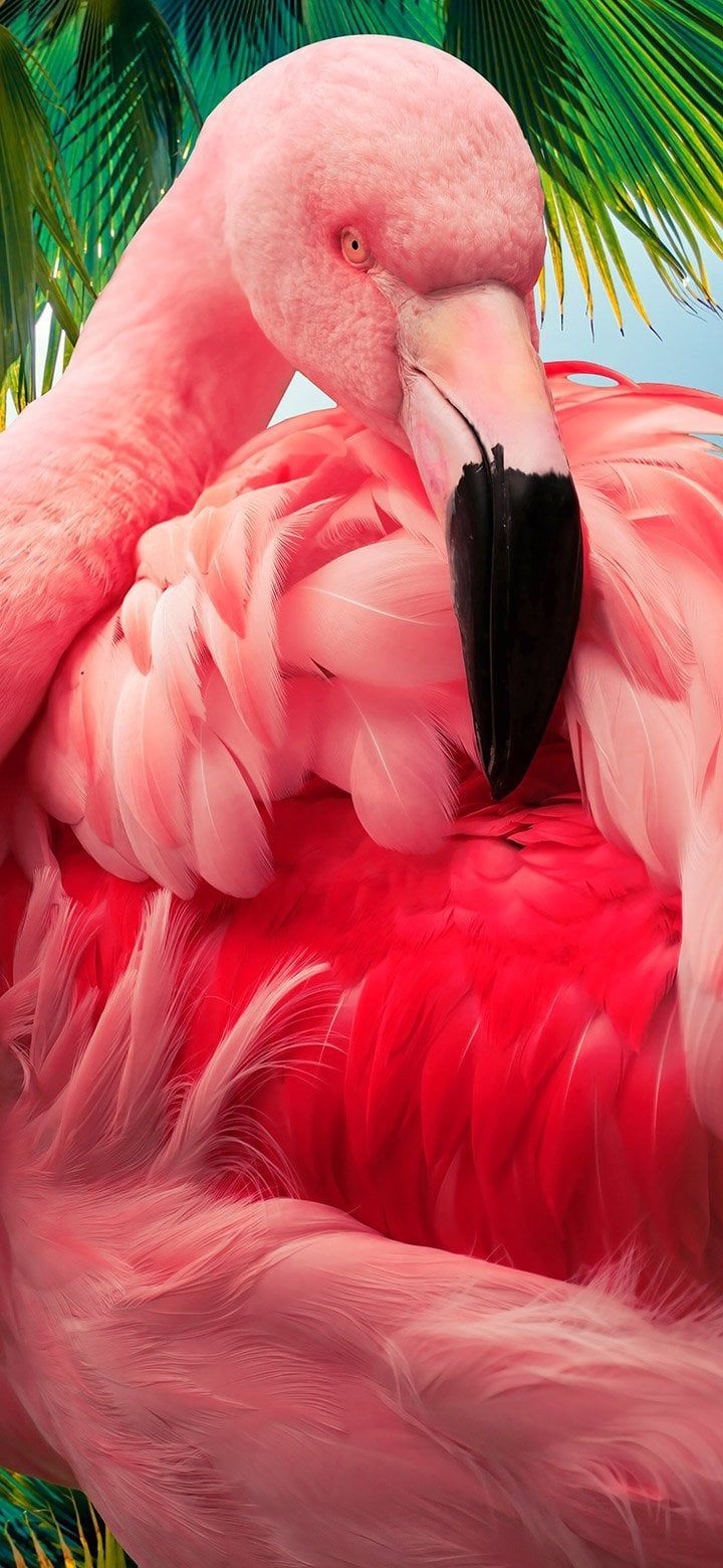 Aesthetic tropical pink flamingo 4K wallpaper [2610x5655] and [1080x2340]