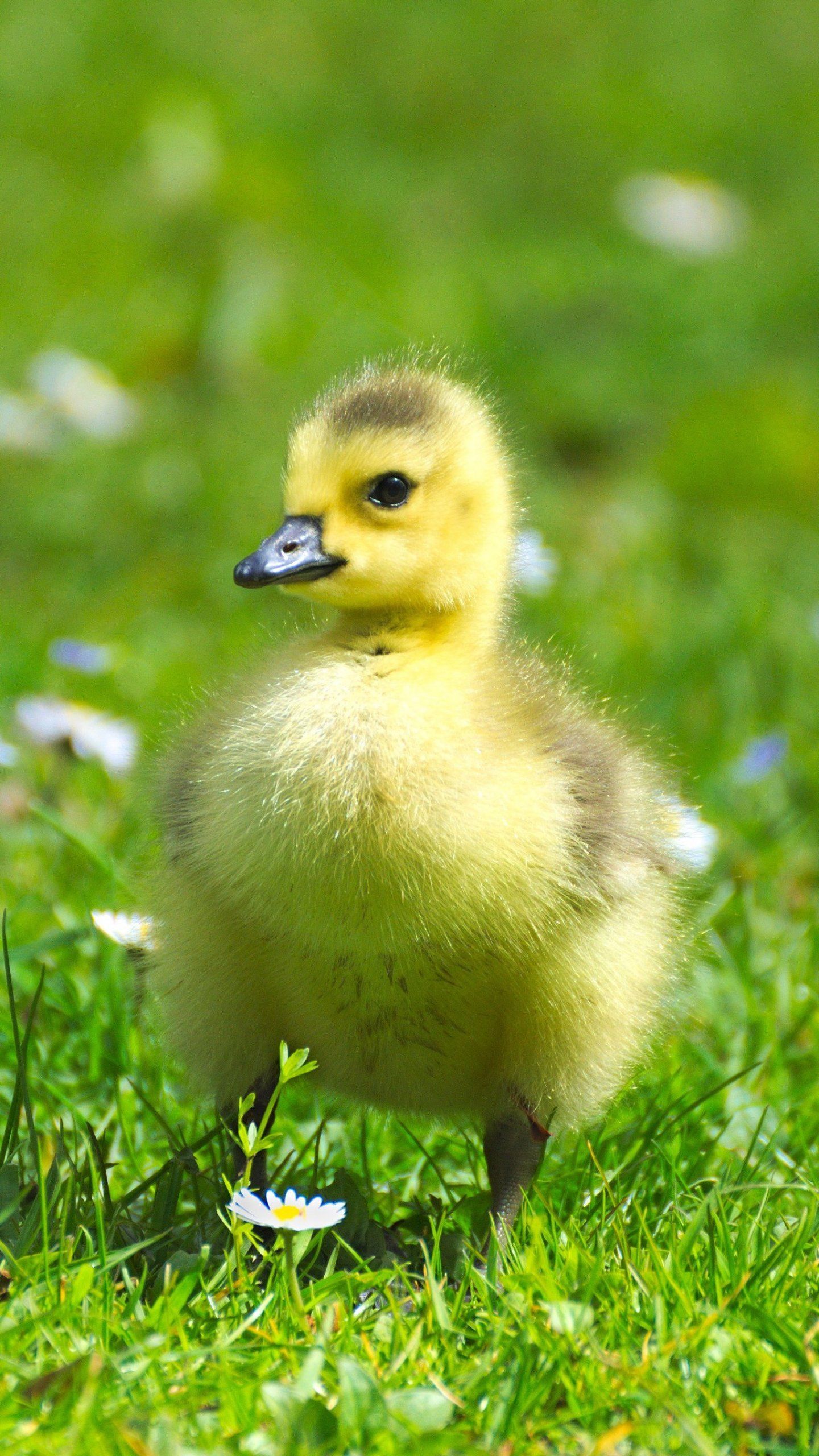 A small yellow duck standing on top of a grass covered field. - Duck