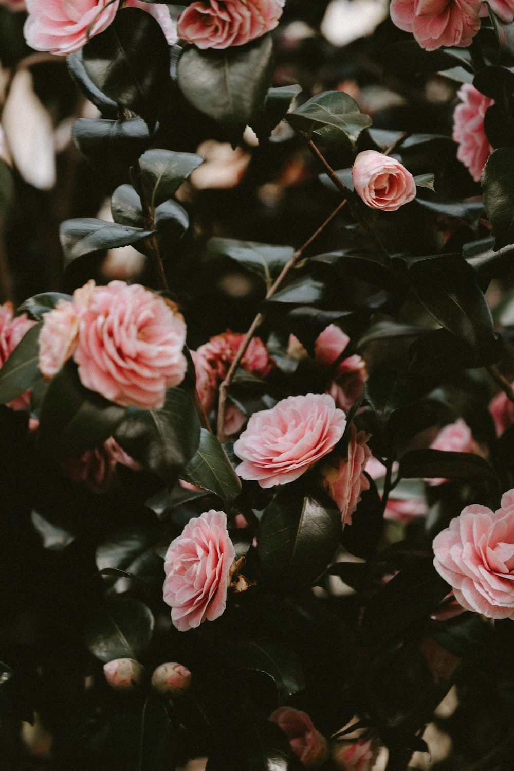 Close view of pink garden roses photo