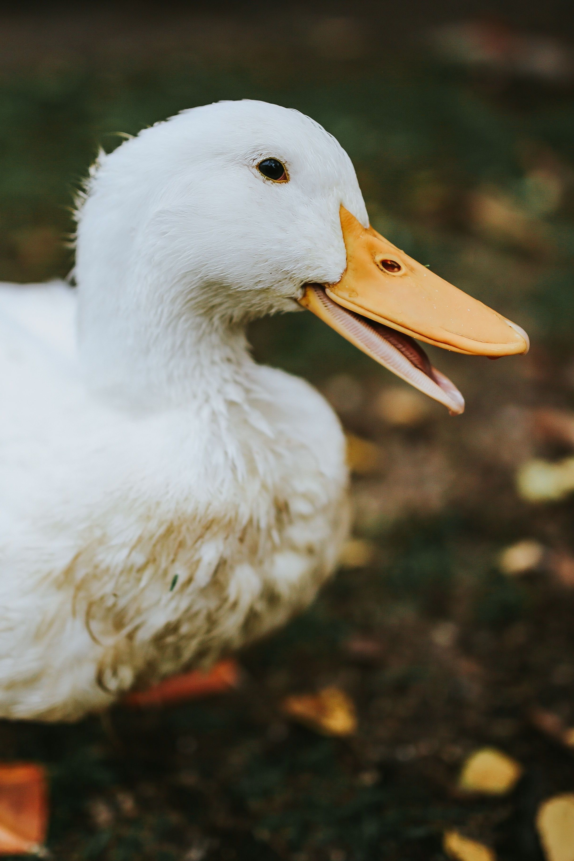 Duck. Adorable. White. Bird Wallpaper Download
