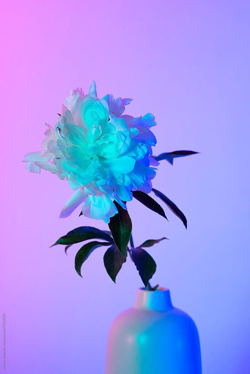 Bright Pink Flower In Vase. Multicolored Neon