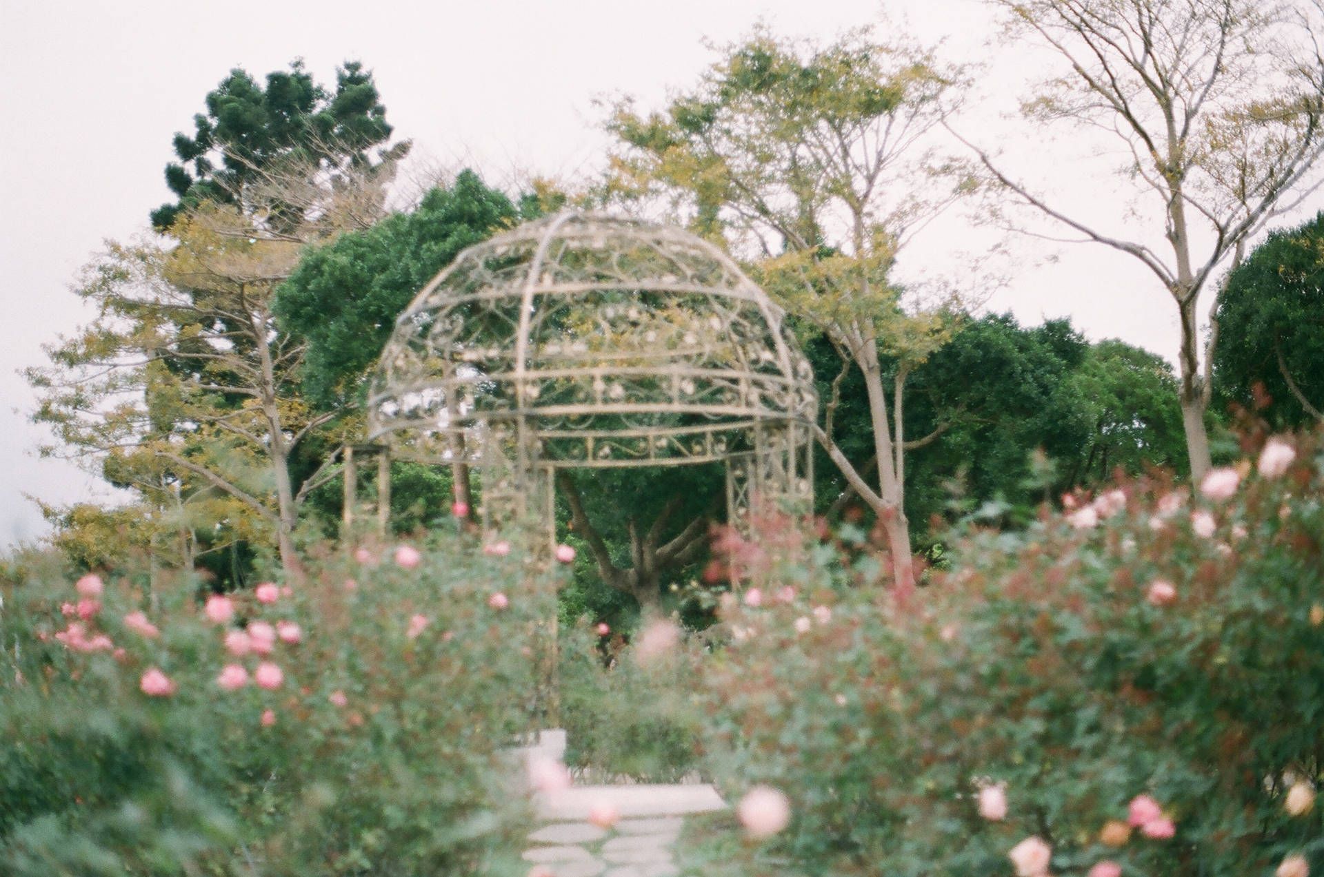 Pink roses in a garden with a gazebo in the background - Garden