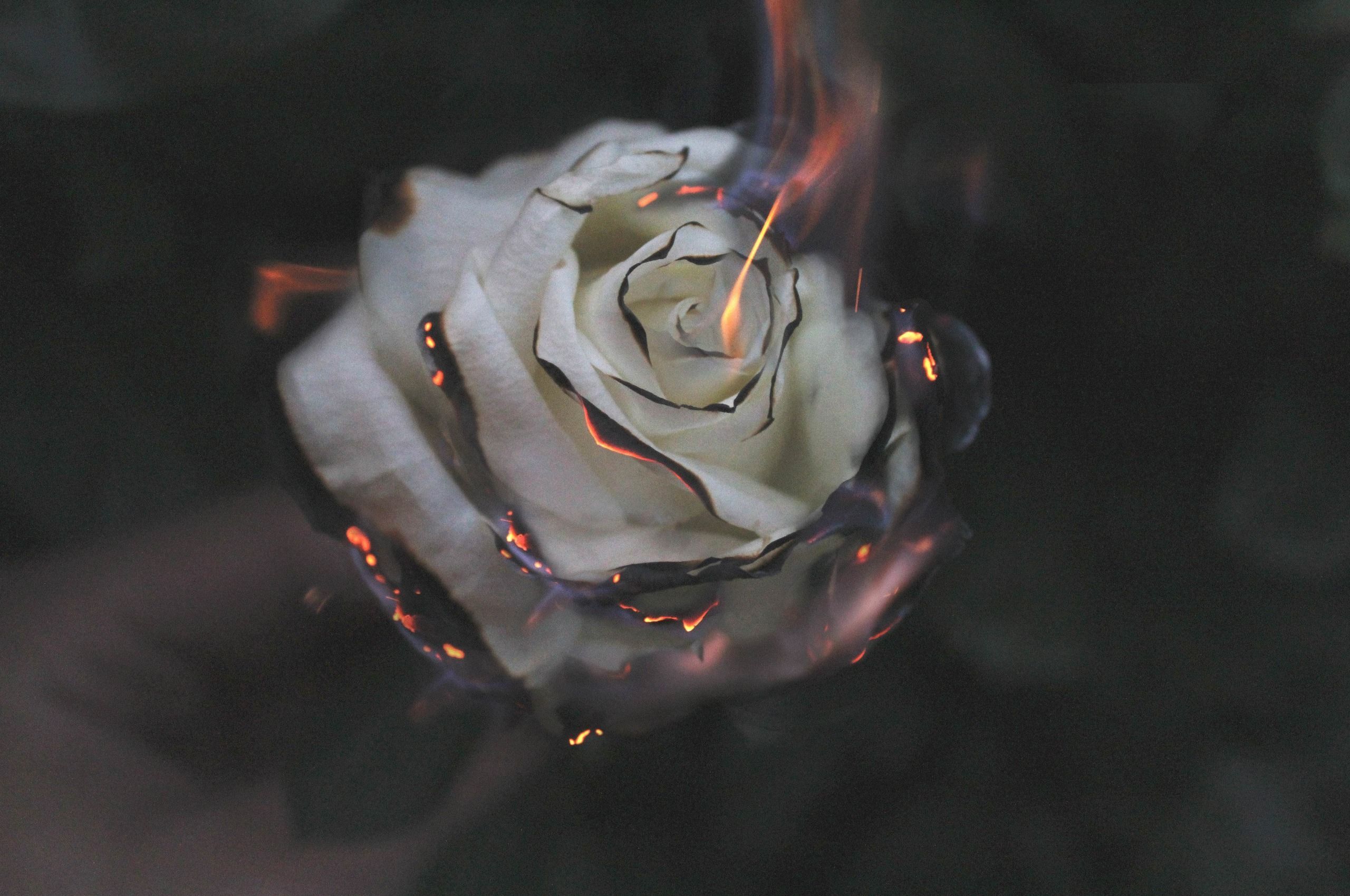 Rose Fire Photography Smoke Chromebook Pixel HD 4k Wallpaper, Image, Background, Photo and Picture