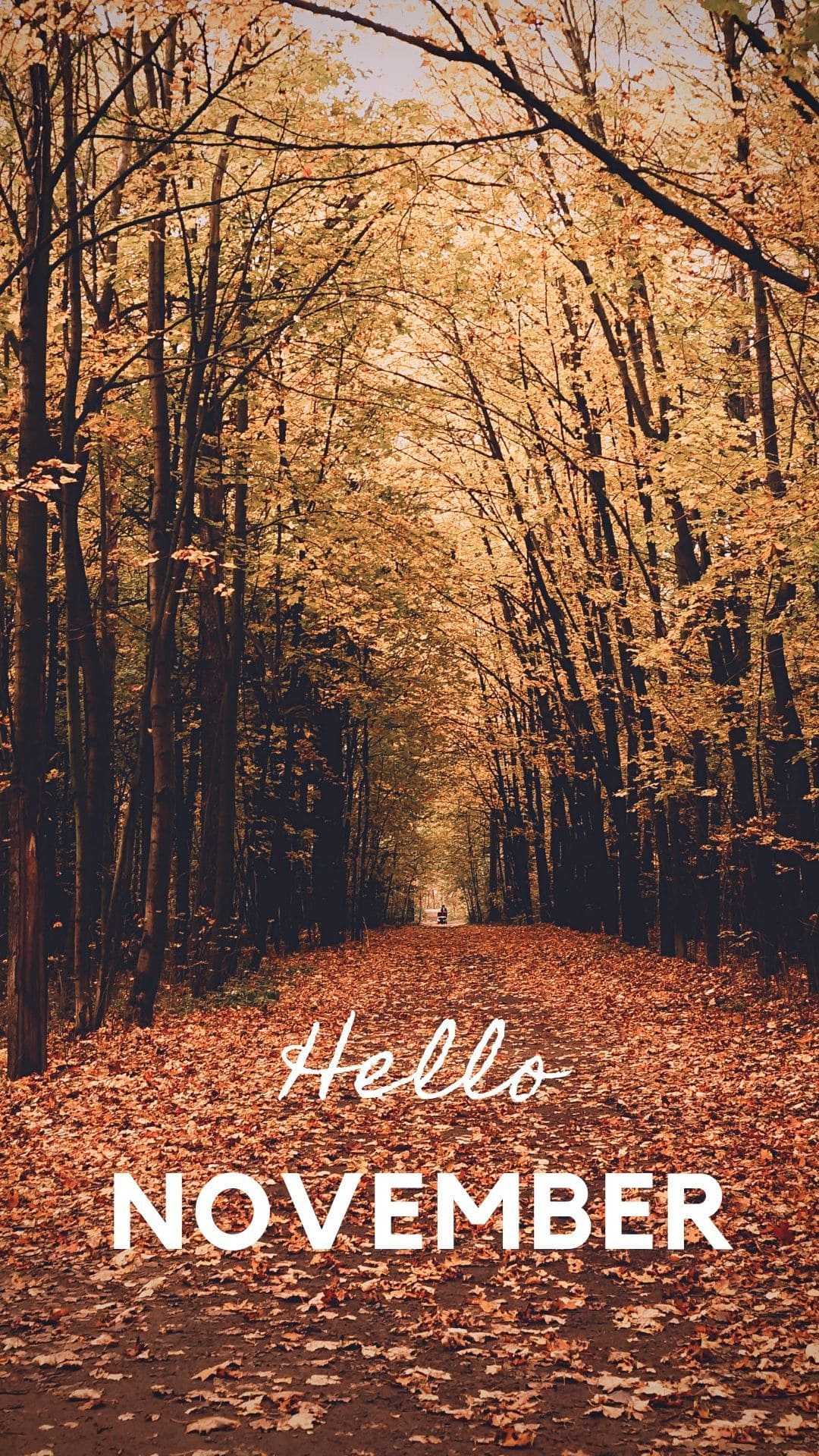 Hello November wallpaper with a forest road - November