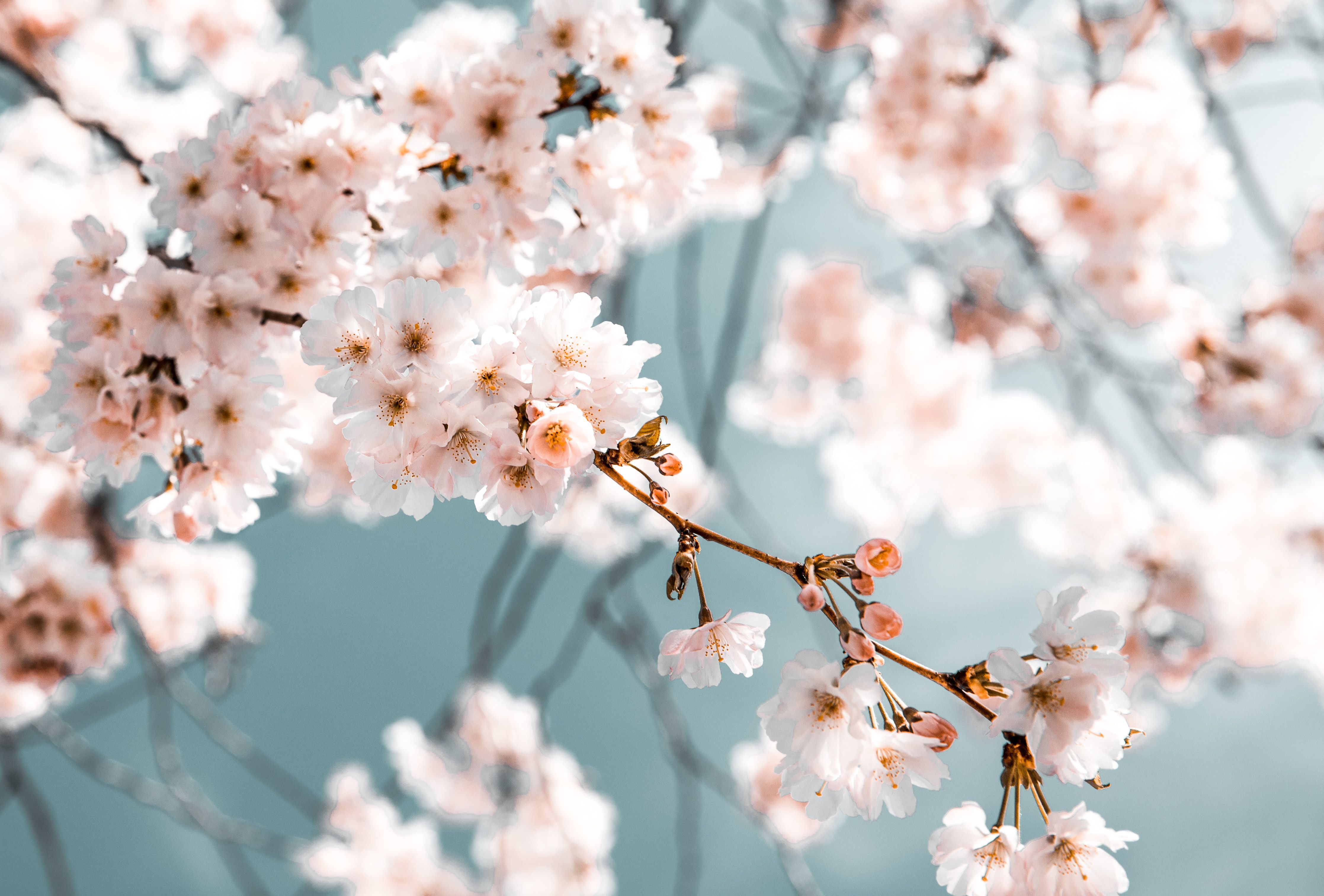A branch of a tree with white flowers. - Spring, cherry blossom