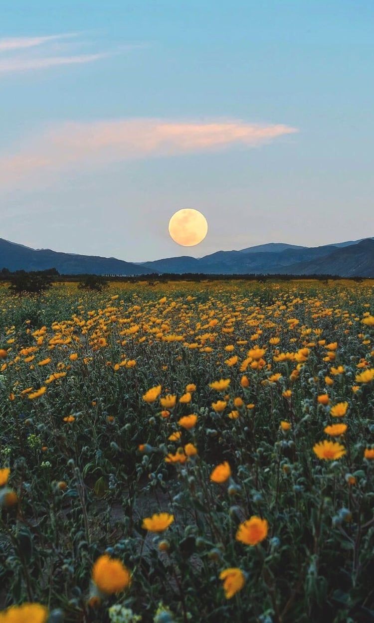 The full moon over a field of yellow flowers - Spring