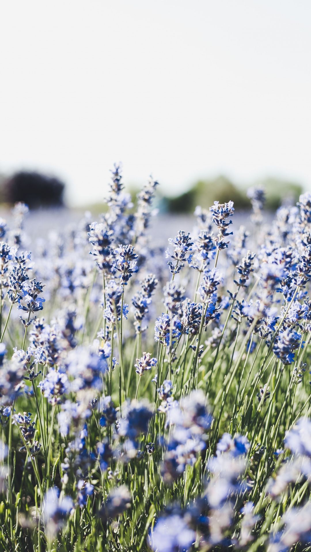 A field of flowers with blue and purple petals - Spring