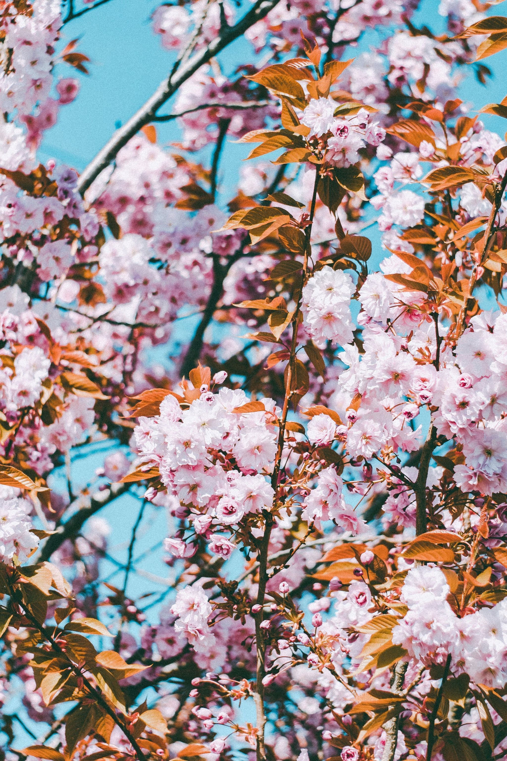 Cherry Blossom iPhone Wallpaper. The Best iOS 14 Wallpaper Ideas That'll Make Your Phone Look Aesthetically Pleasing AF