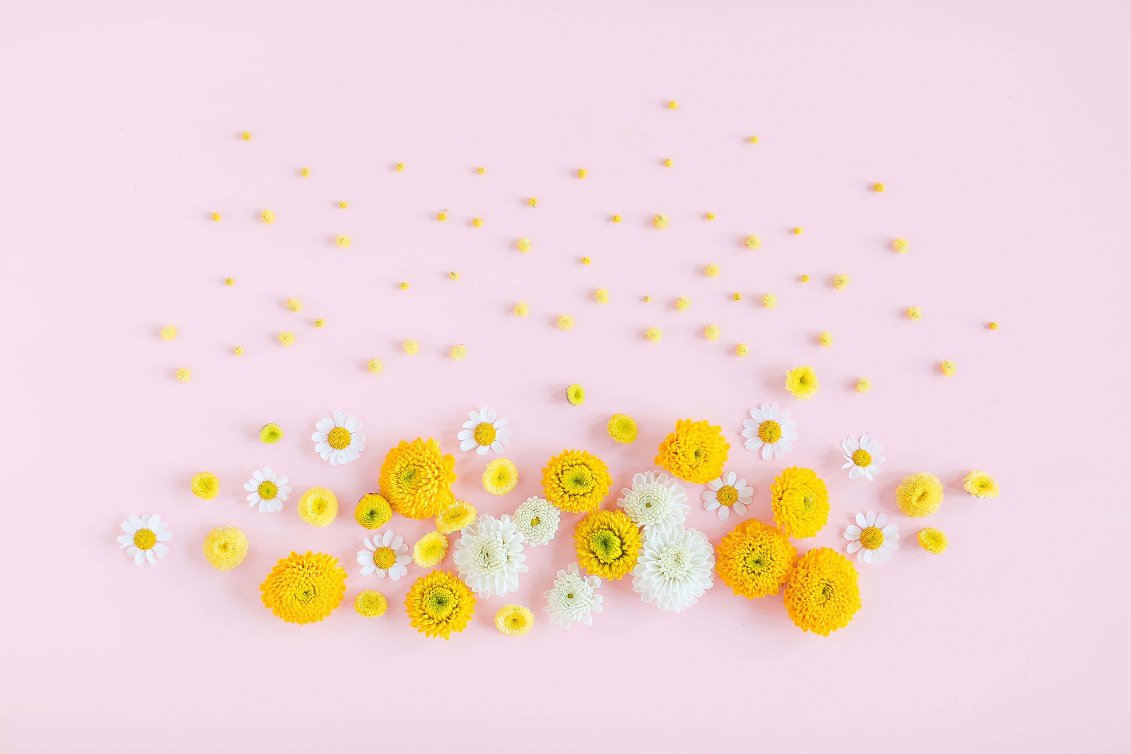 A pink background with yellow and white flowers - Spring, desktop, pastel, May