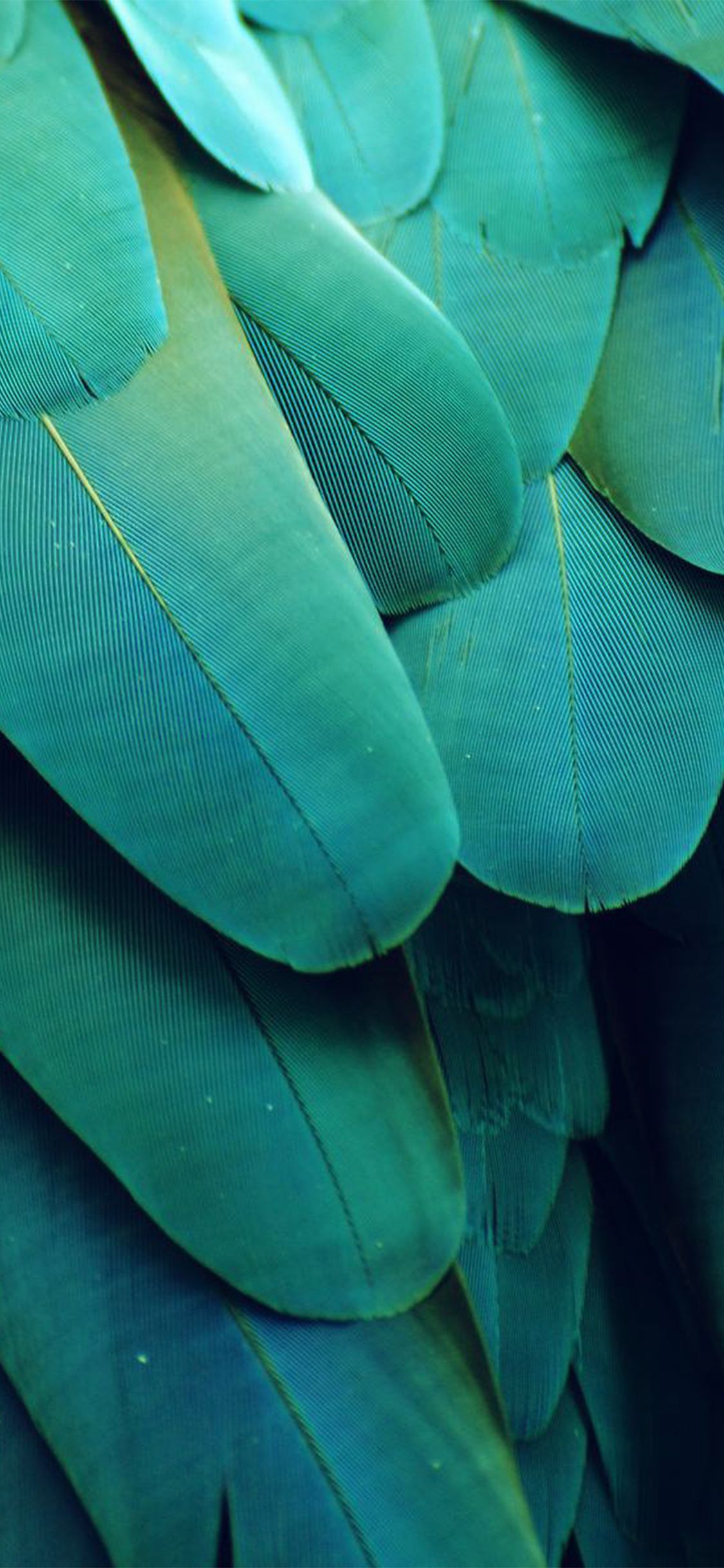 A close up of a parrot's feathers. - Teal