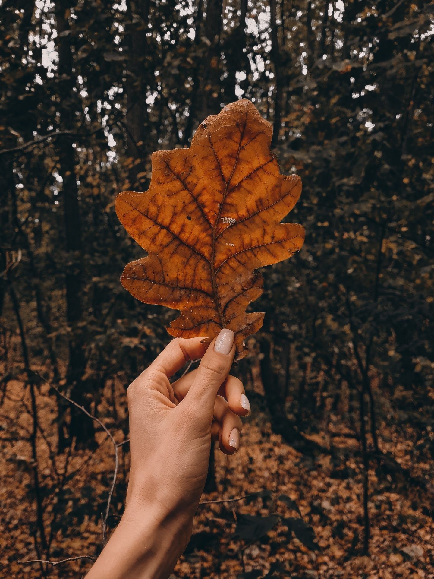 A hand holding a brown leaf in a forest. - Fall iPhone, fall, vintage fall, leaves