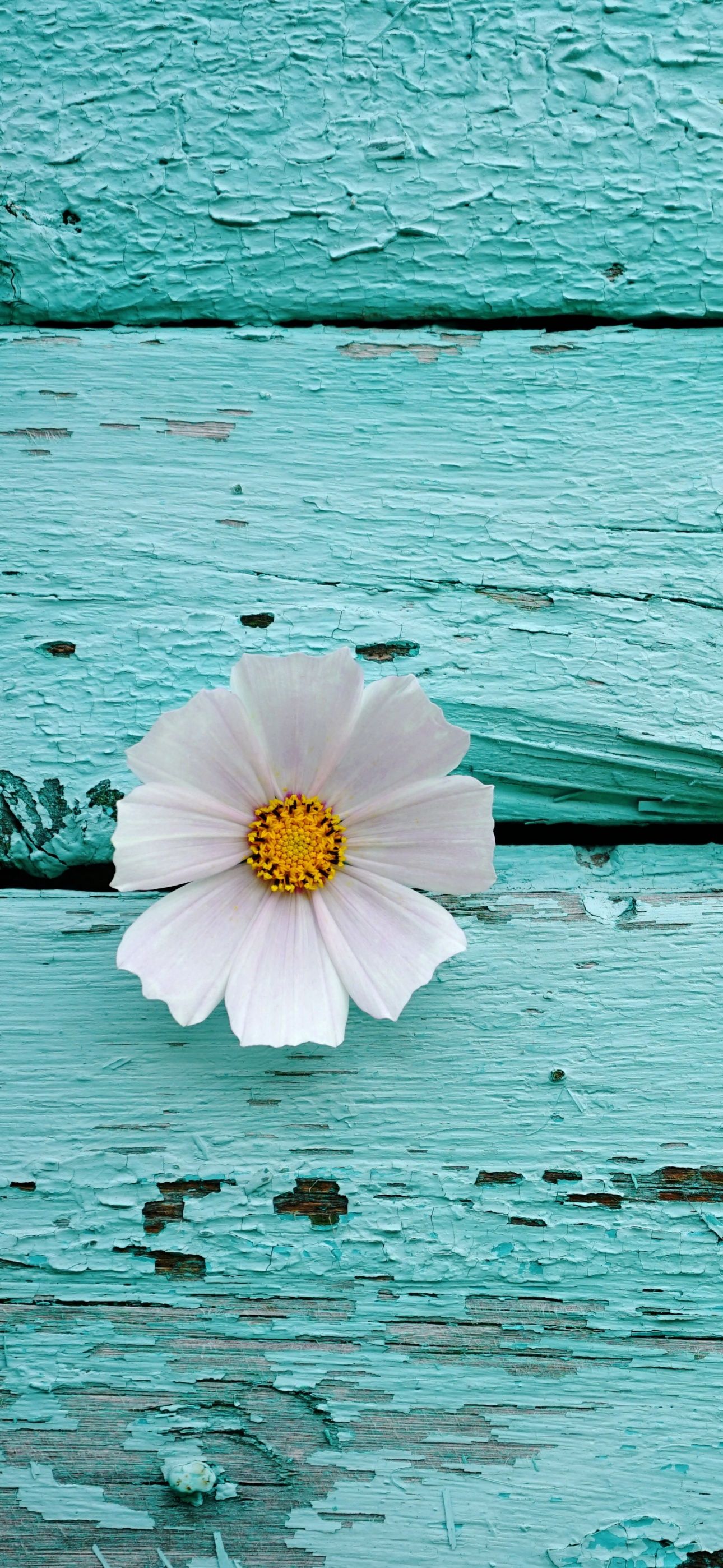 A single flower is sitting on top of an old wooden table - Teal