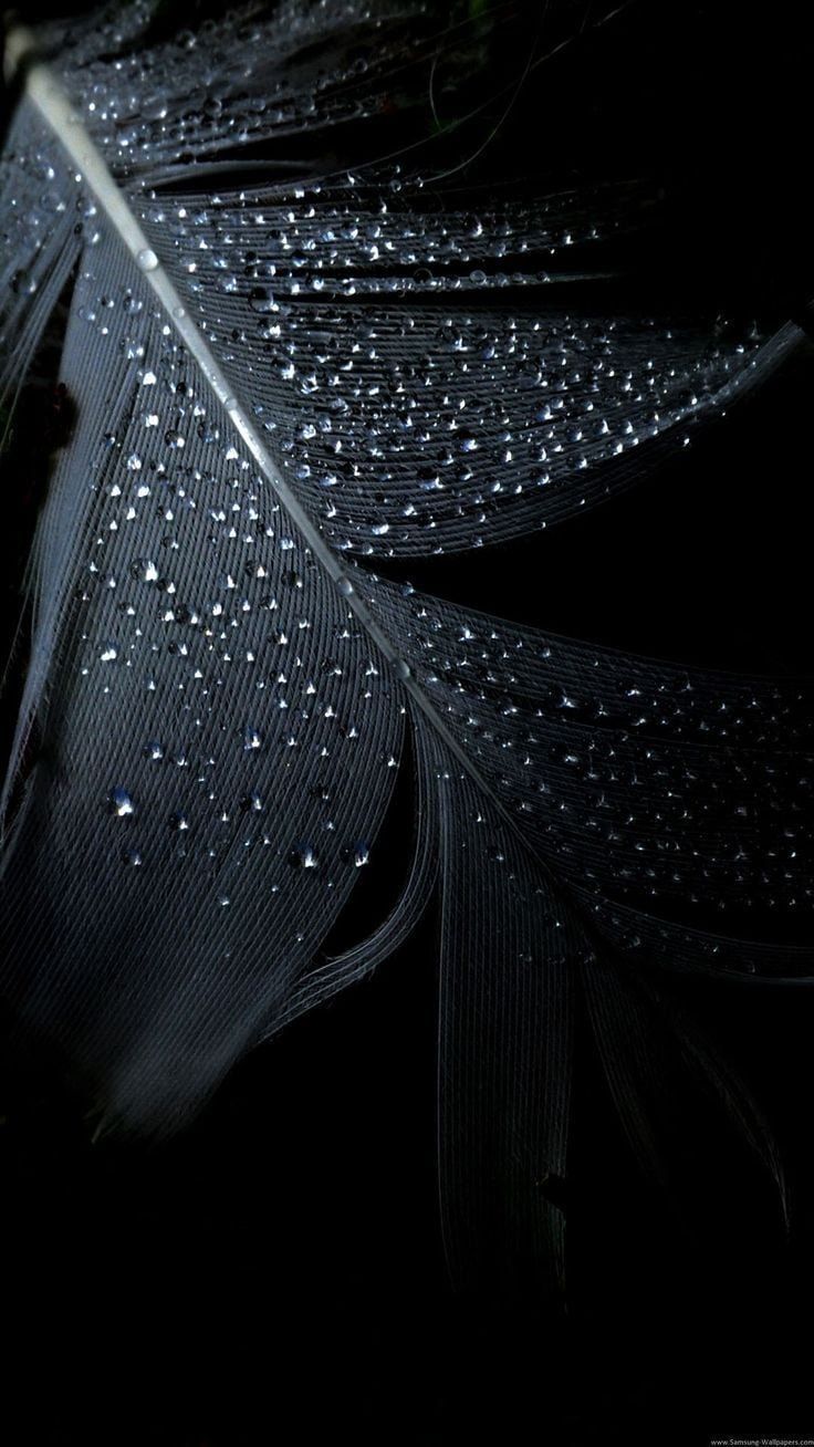A black feather with water droplets on it. - Feathers