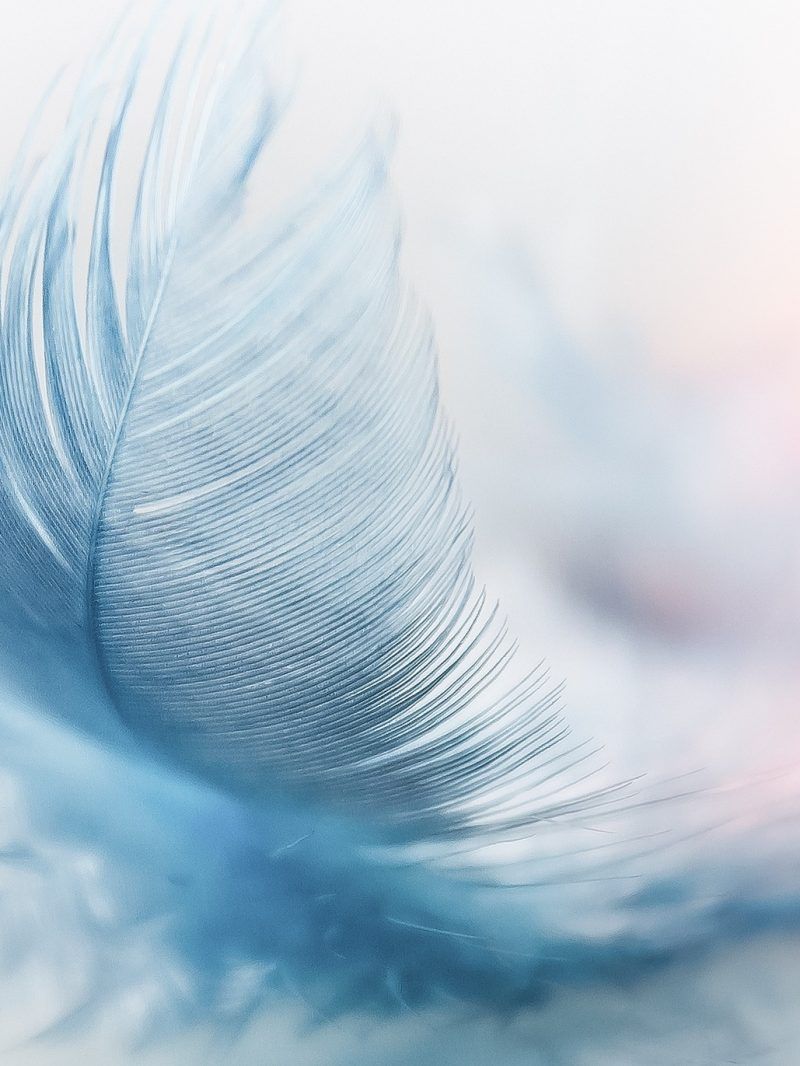 A white feather on a white and blue background - Feathers