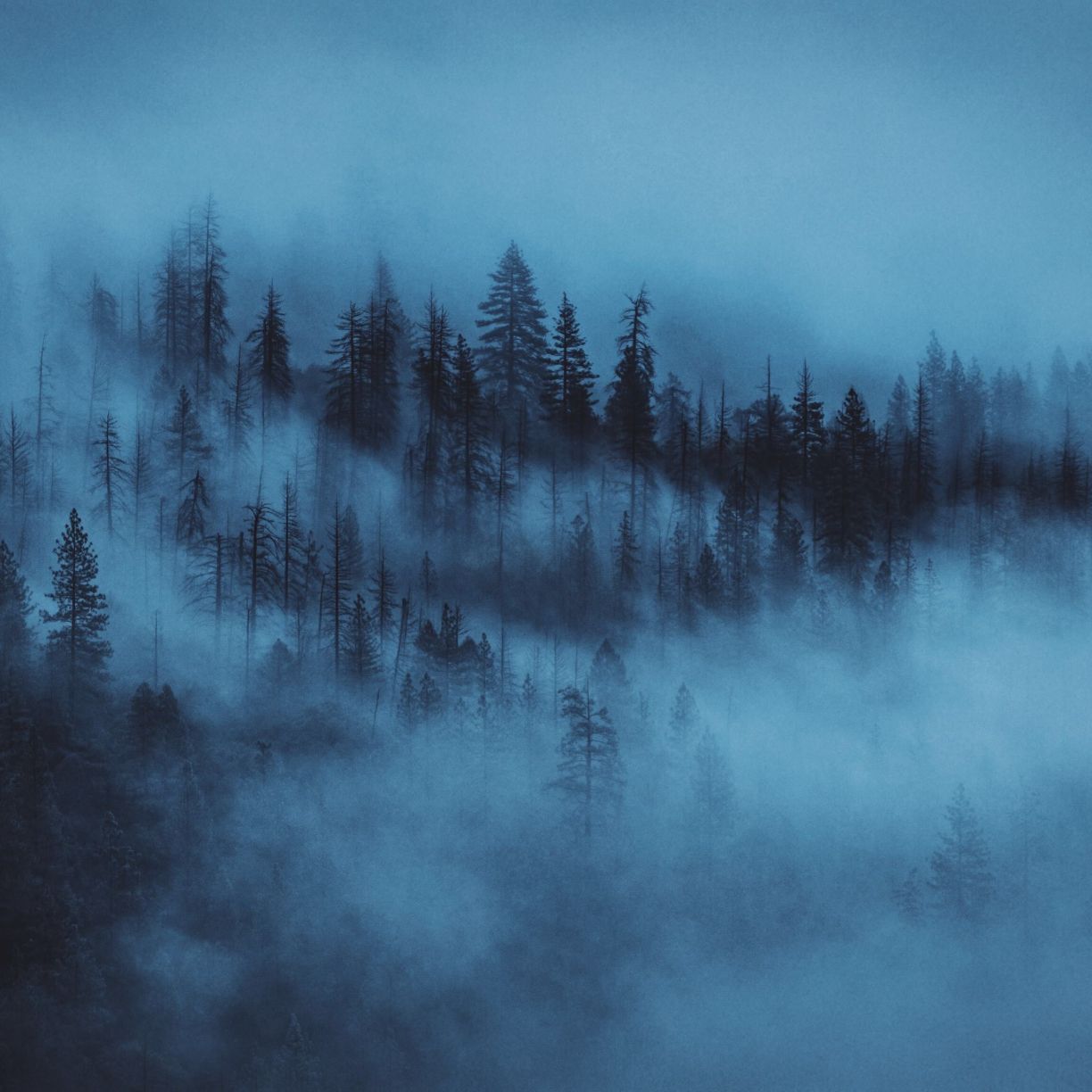 Wallpaper dark, mist, trees, forest desktop wallpaper, HD image, picture, background, bc0ca0