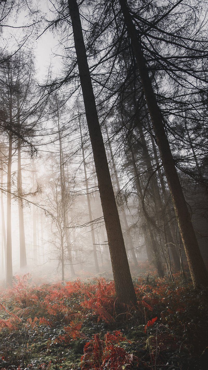 Foggy Forest Image Wallpaper