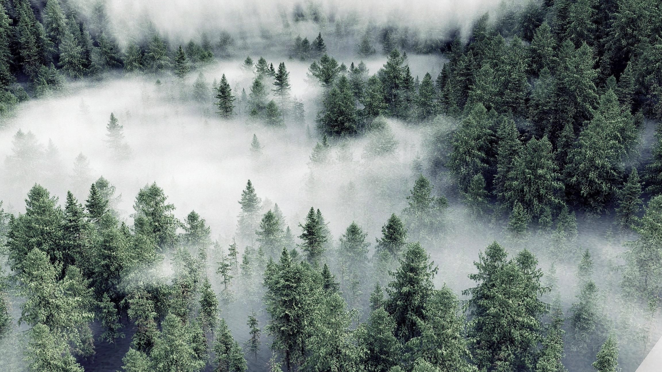A forest with fog in the background - Fog, foggy forest