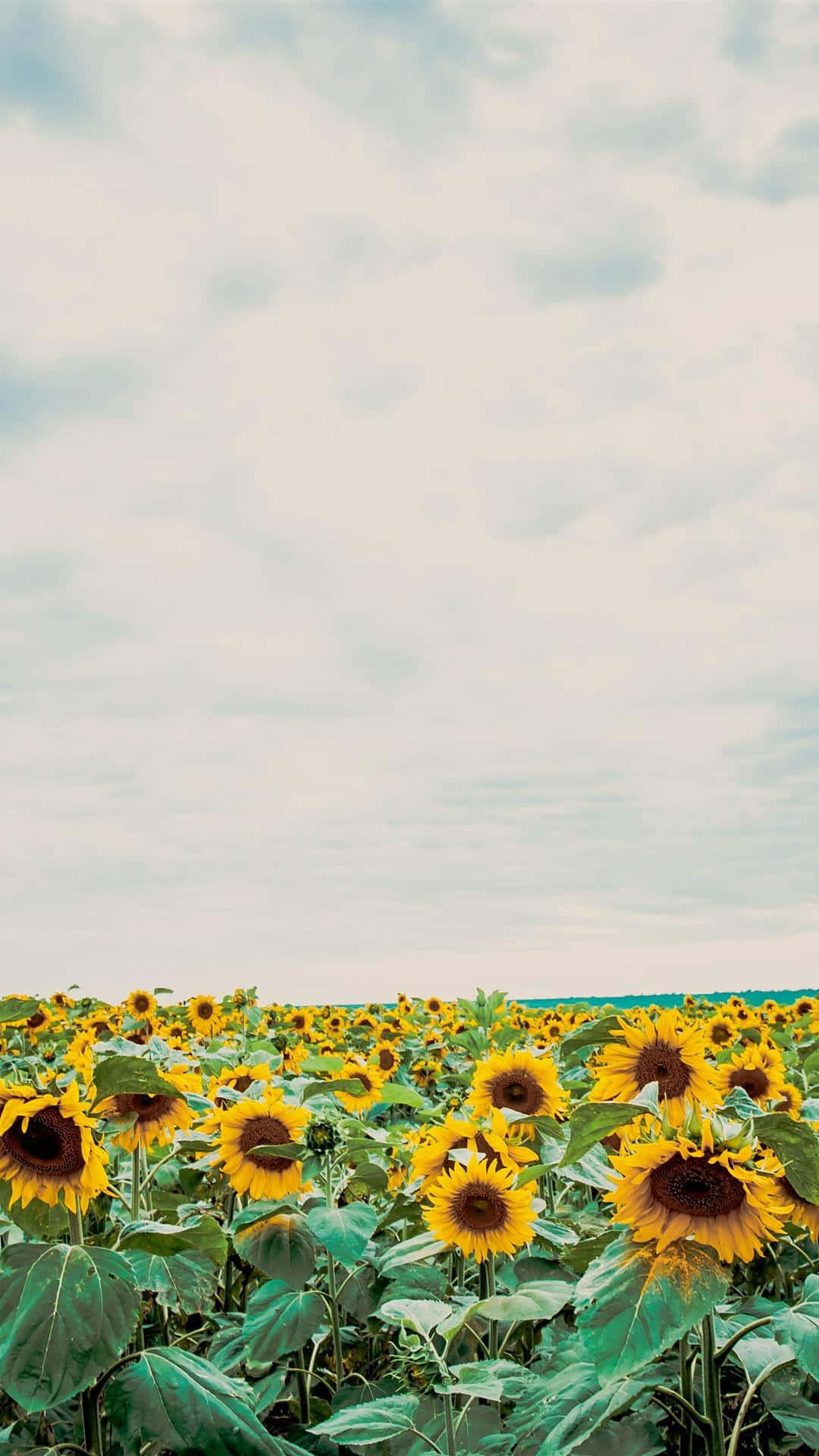 A field of sunflowers with the sky in background - Farm