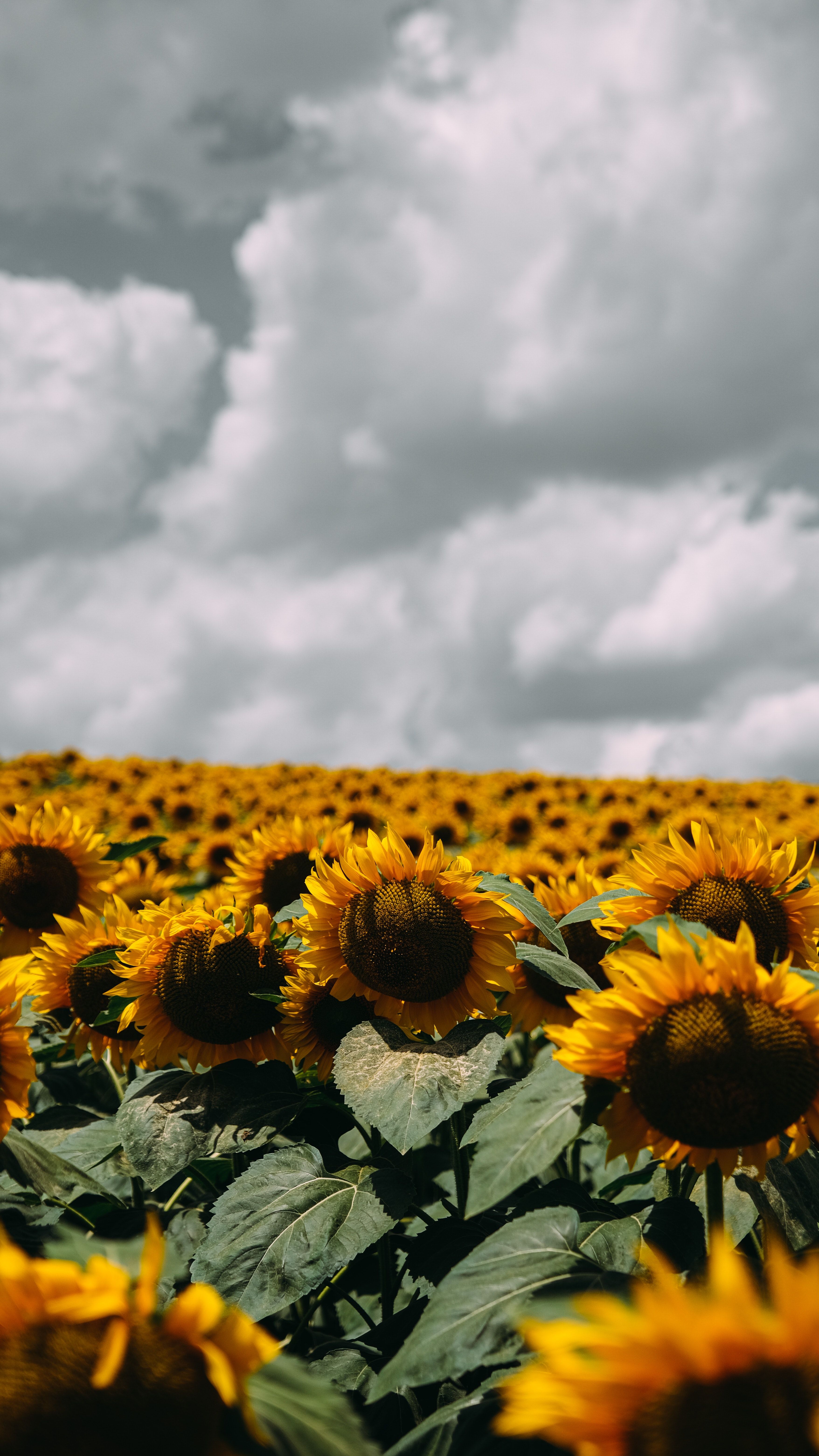Sunflower Field · Free