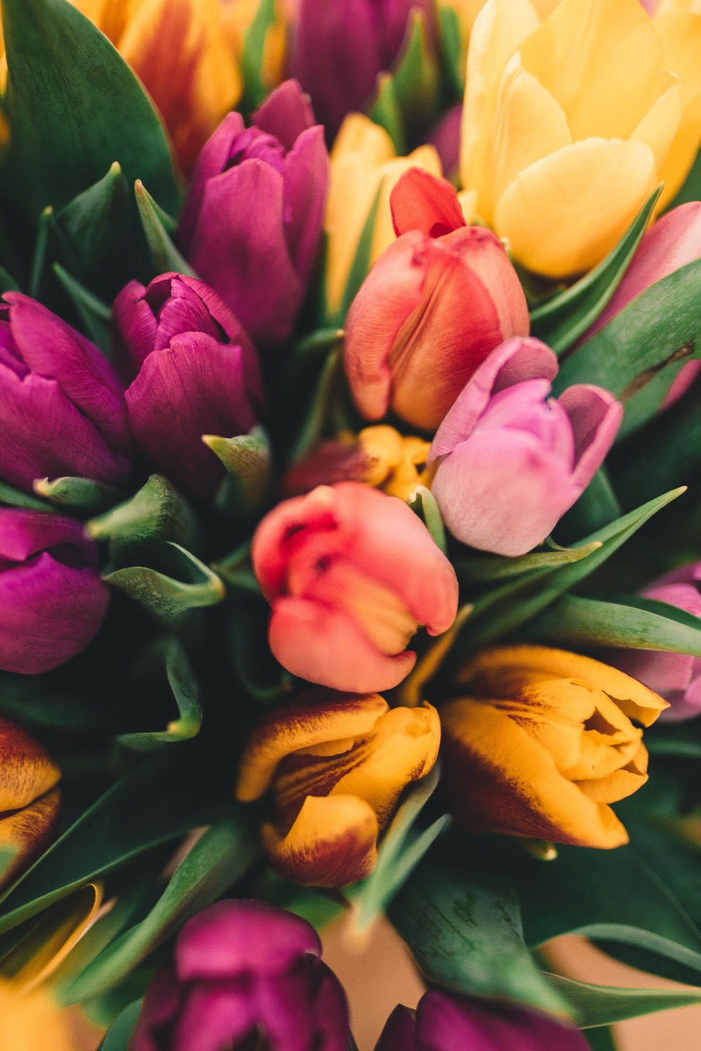 A bouquet of purple, yellow, and pink tulips. - Spring
