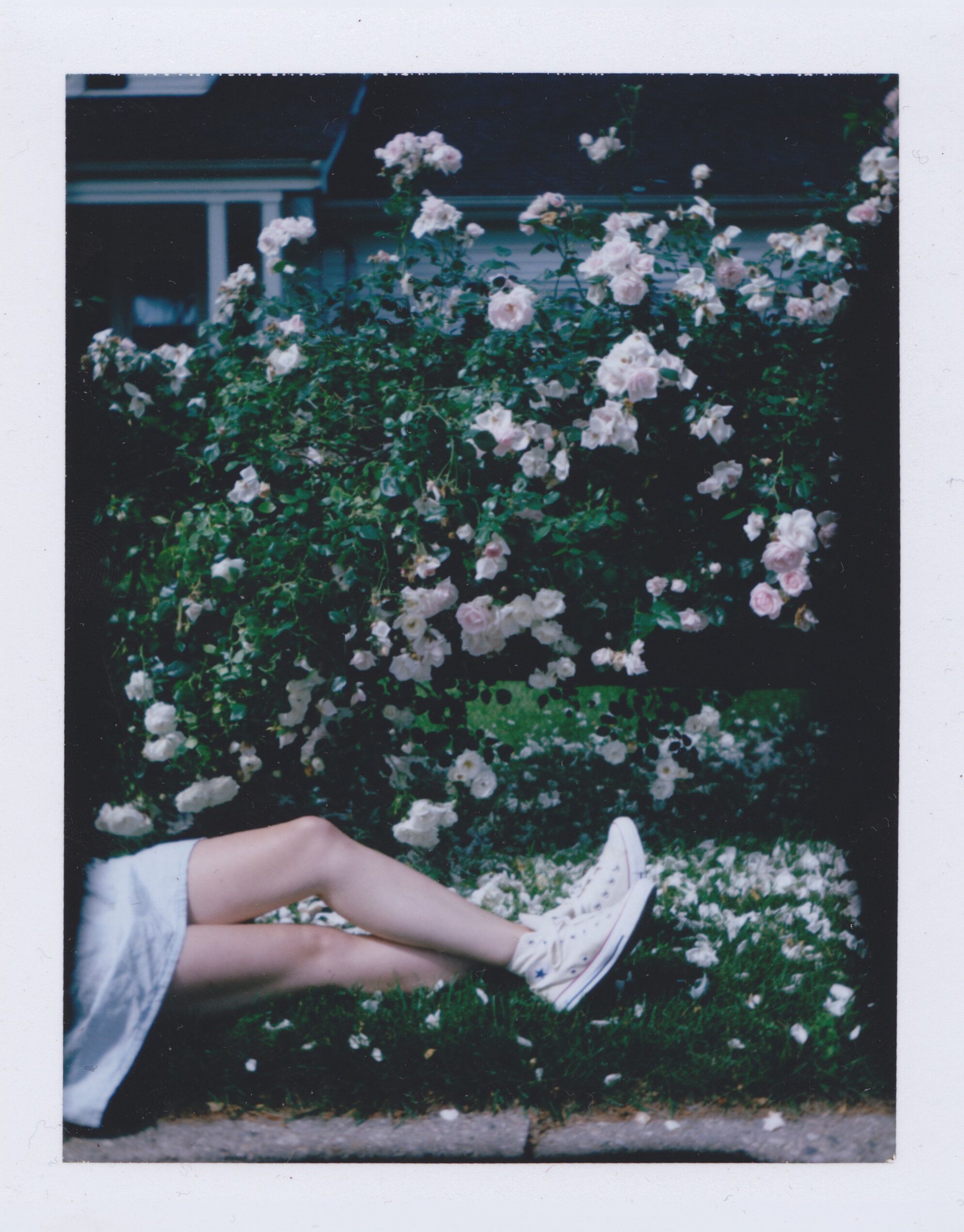 A polaroid of a person's legs in front of a bush with flowers. - Polaroid