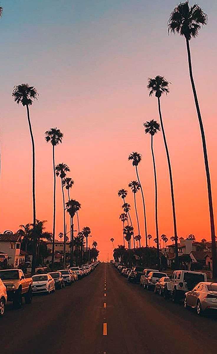 A street lined with palm trees at sunset - Road, vintage fall, summer