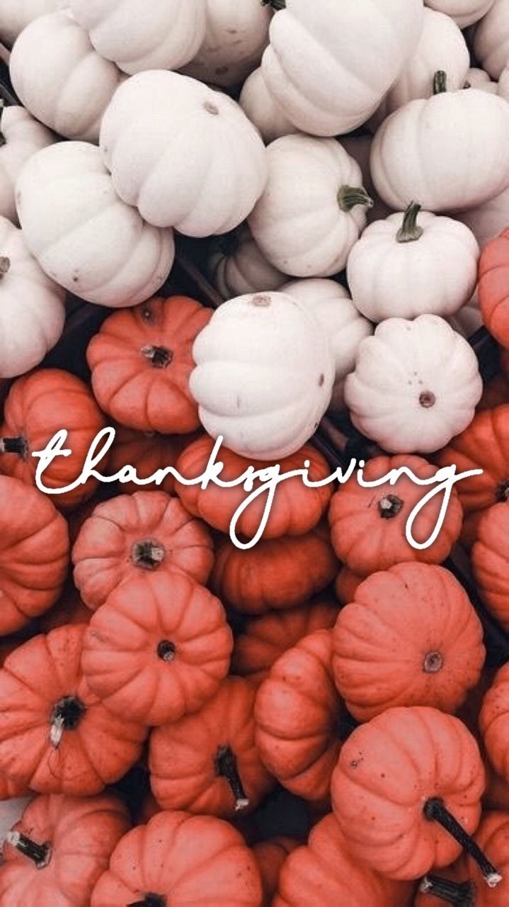 A close up of pumpkins with the word thanking - Thanksgiving