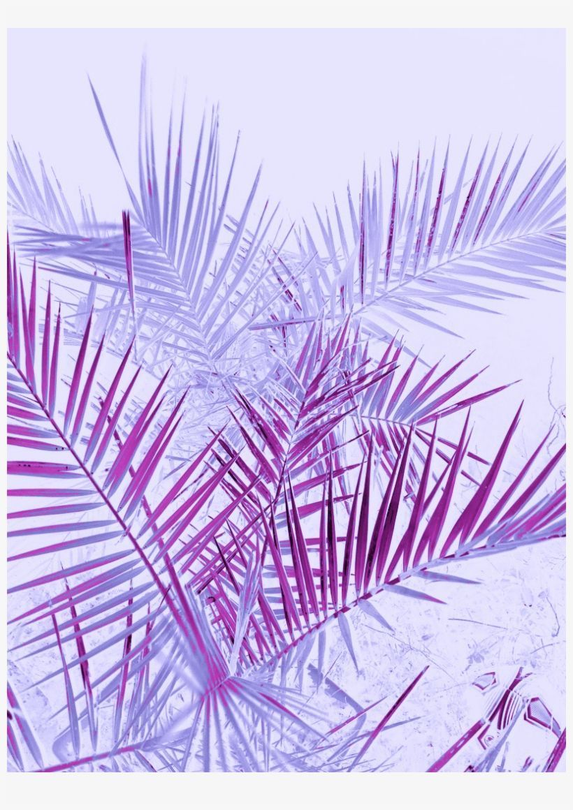 A photograph of palm leaves in purple and blue hues - Magenta