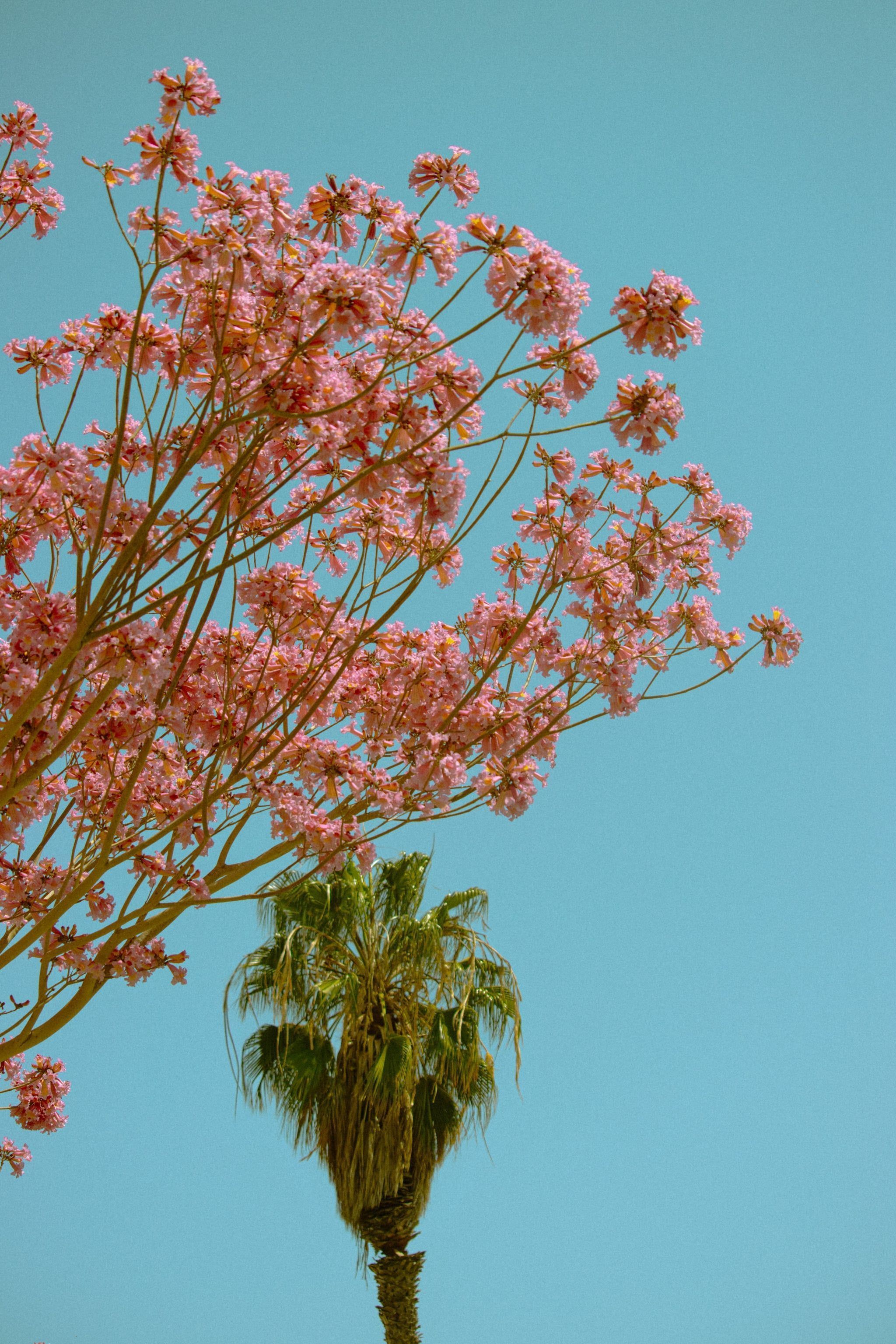 A tree with pink flowers and a palm tree in the background. - Teal, summer, plants, palm tree, bright, beautiful, warm, pretty, cherry blossom, TikTok