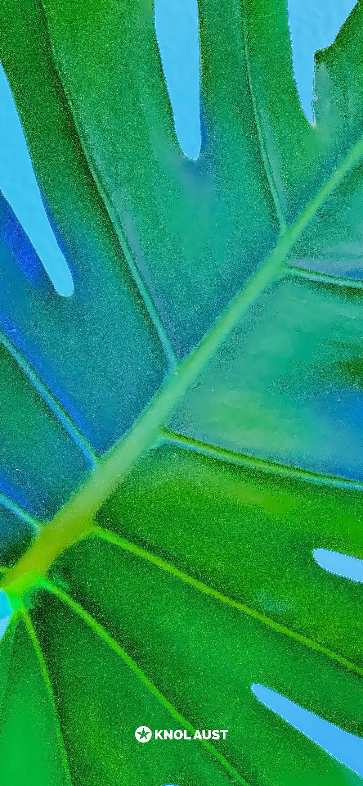 A close up of a green leaf with a blue sky in the background - Cyan