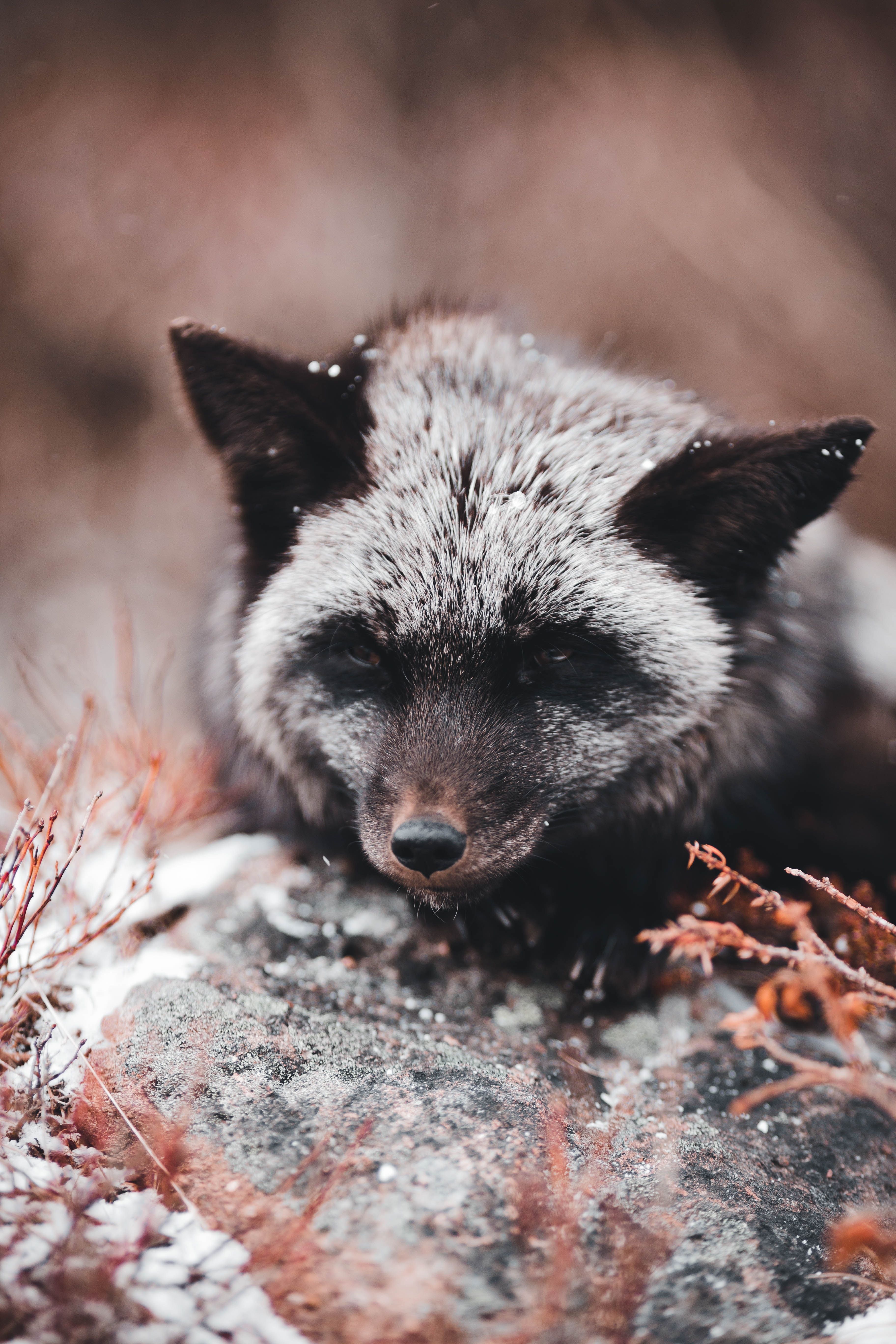 Silver Fox Photo, Download The BEST Free Silver Fox & HD Image