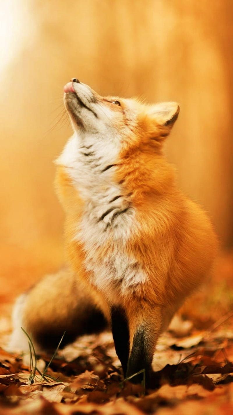 Autumn Fox, animal, nature, HD phone wallpaper