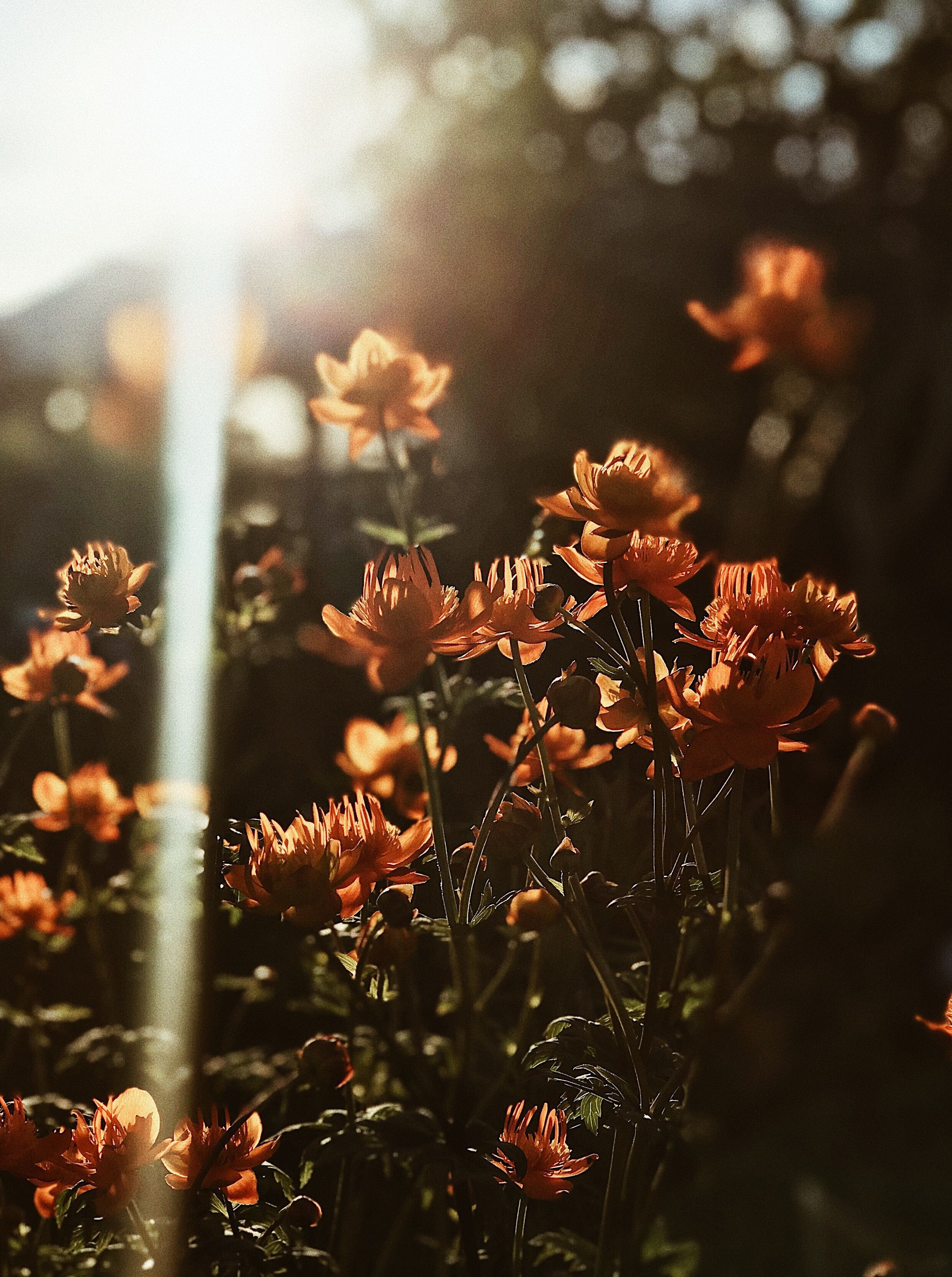 A sun shining through some flowers in the background - Spring