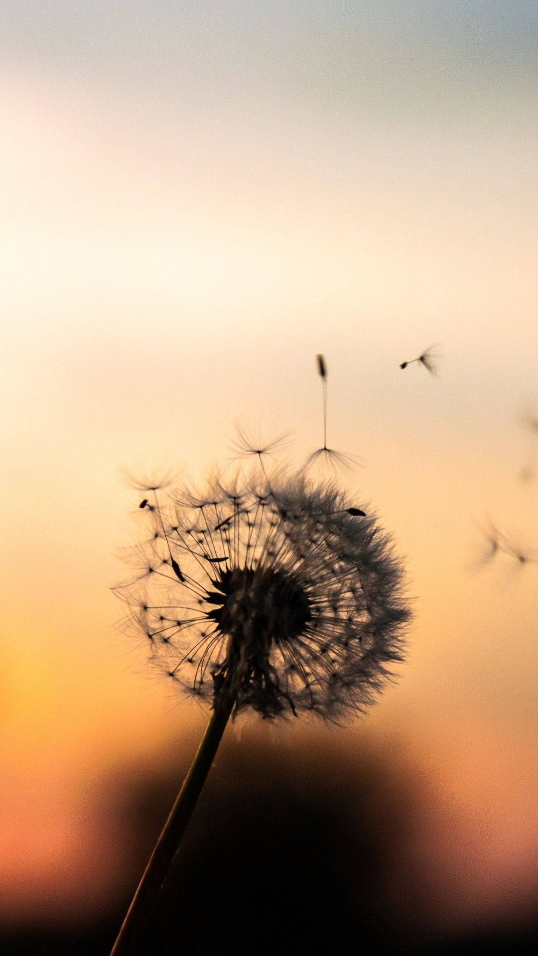 A dandelion with seeds blowing away in the wind at sunset. - Dandelions