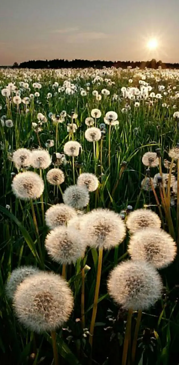 A field of dandelions at sunset. - Dandelions