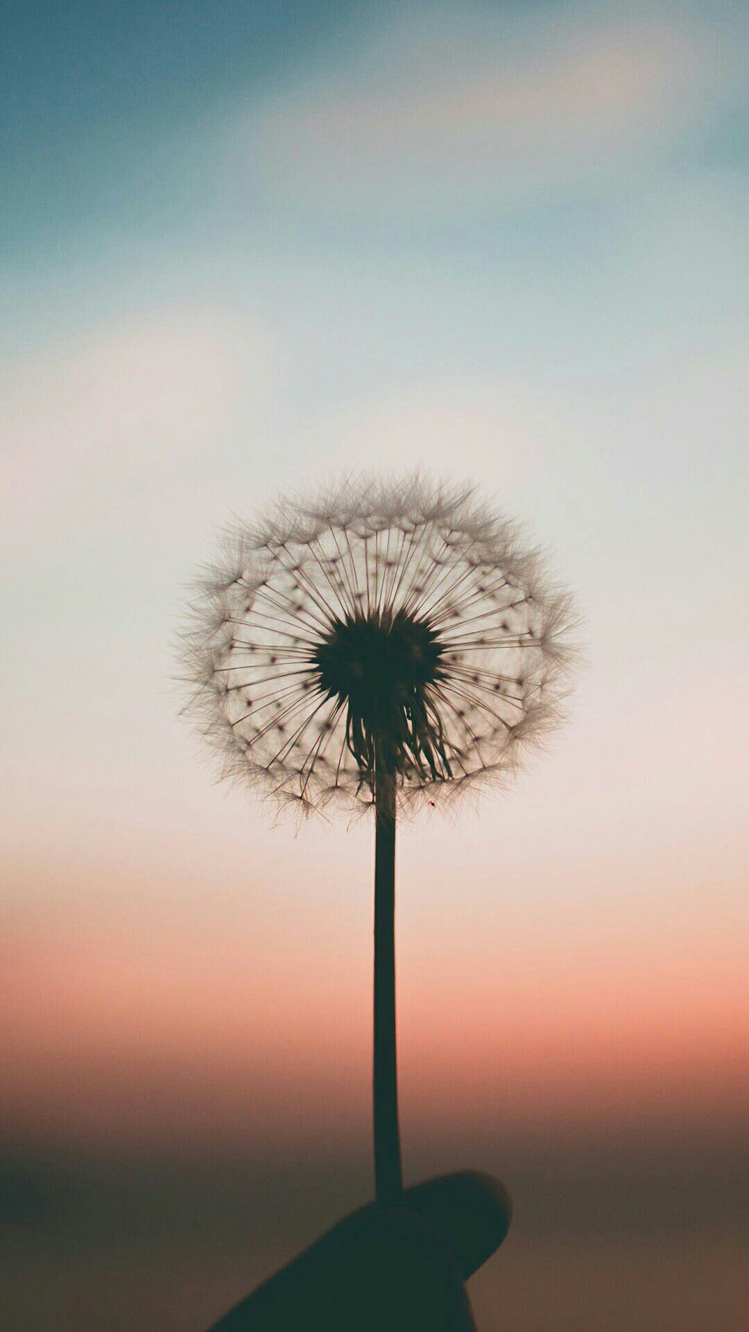 A person holding a dandelion with the sunset in the background - Dandelions