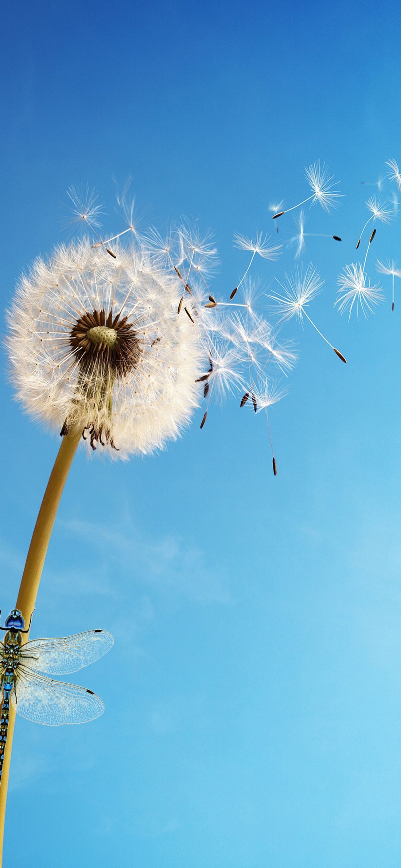 Dandelion flower Wallpaper 4K, Dragonflies, Dandelion seeds