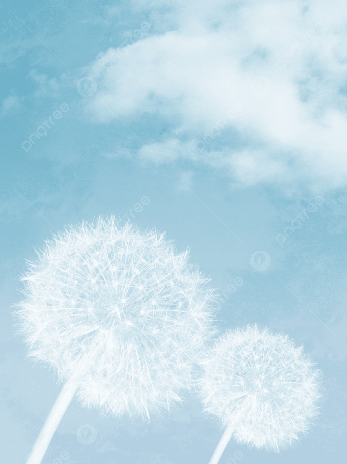 Sky Blue Gradient Aesthetic Dandelion General Background Wallpaper Image For Free Download