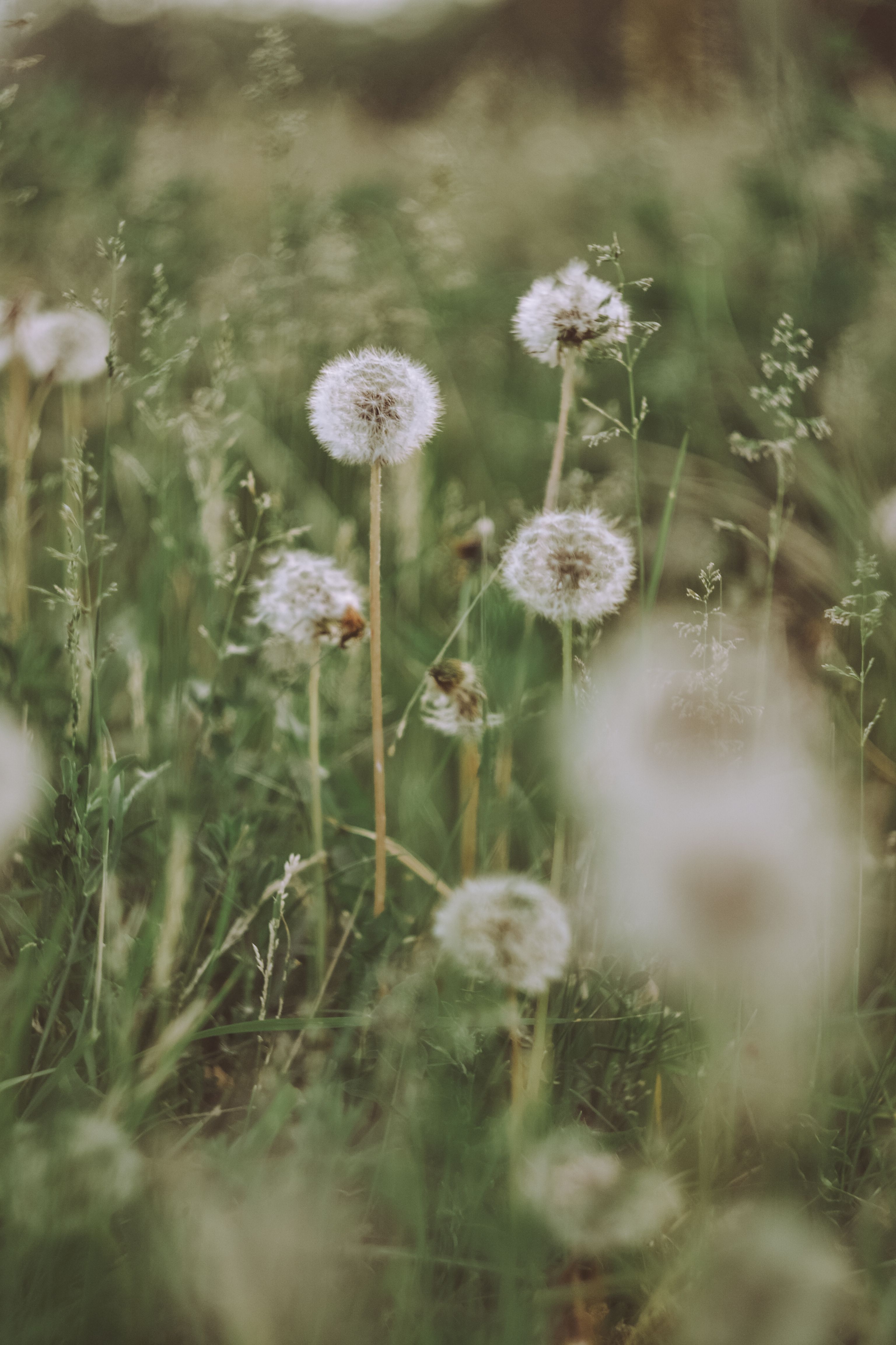 A blurry photo of dandelions in a field. - Dandelions