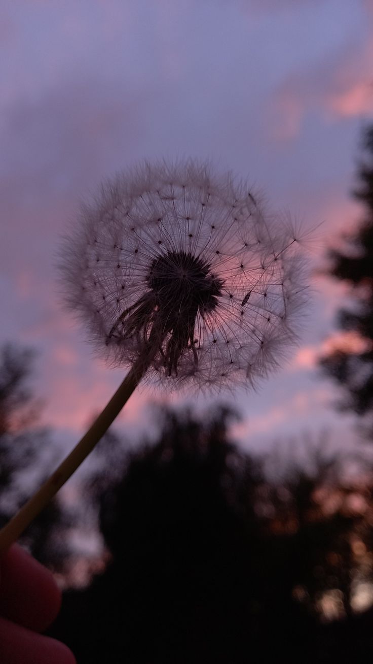 A person holding a dandelion in front of a sunset. - Dandelions